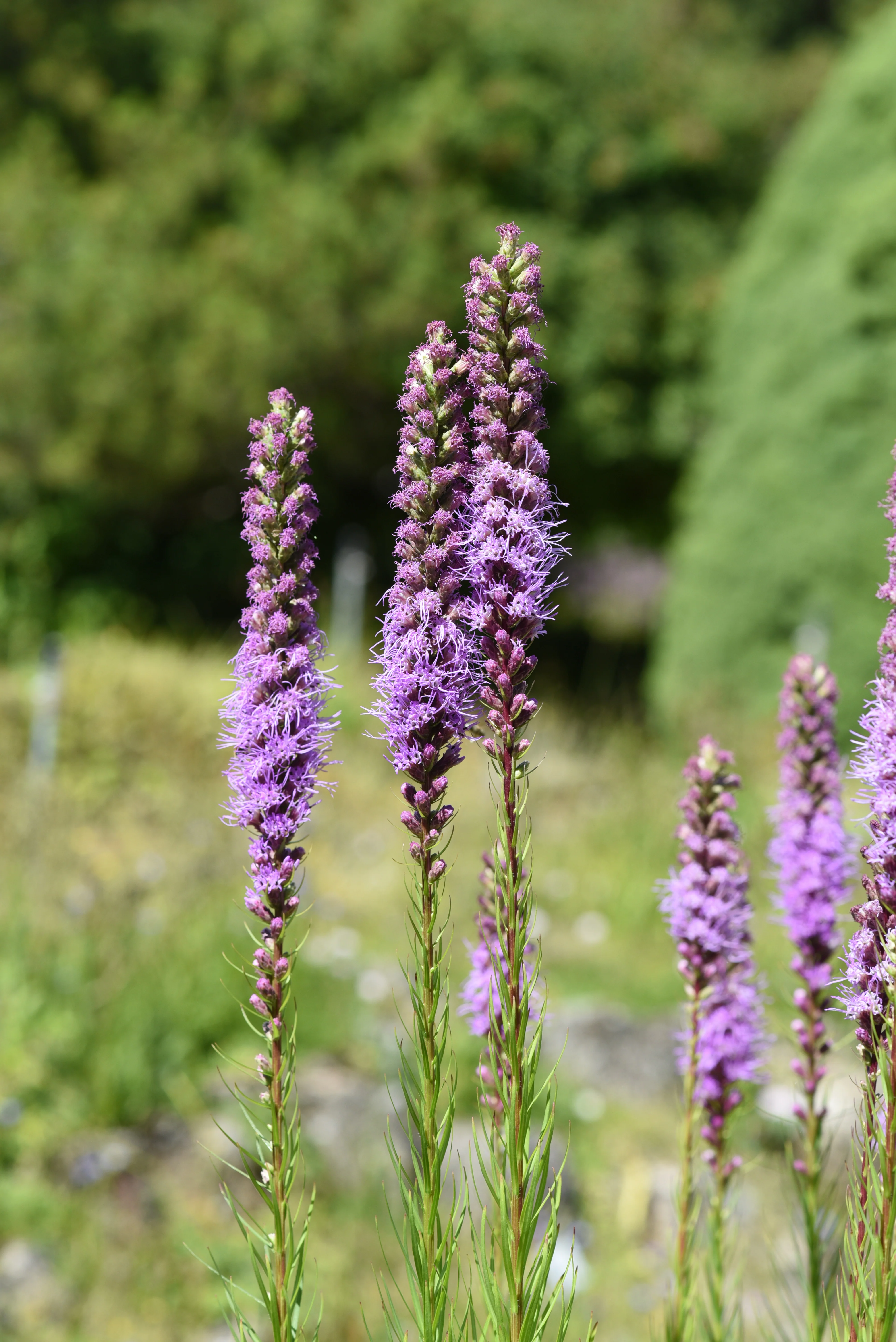 Dense Blazing Star - Image 3