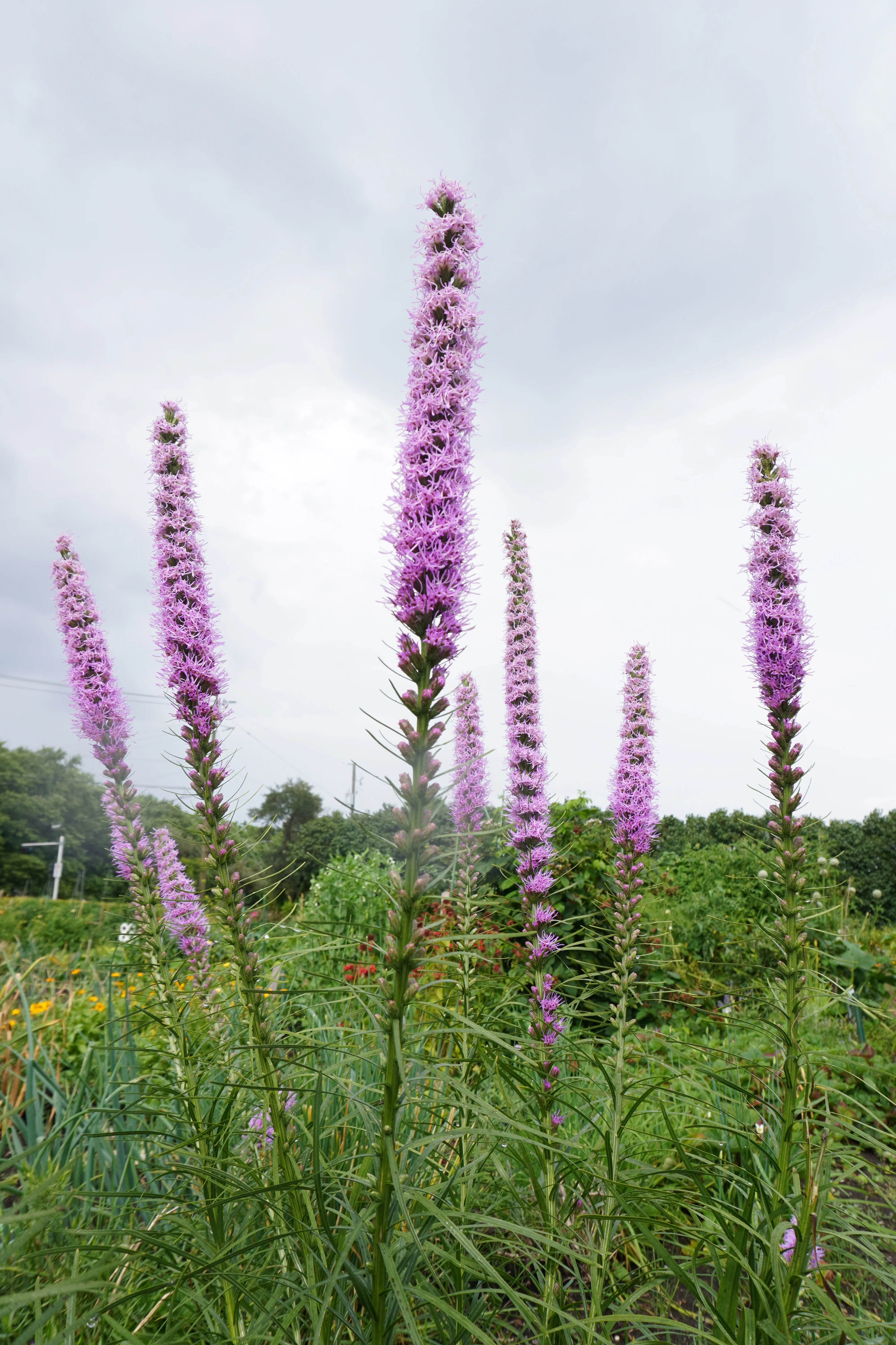 Dense Blazing Star - Image 4