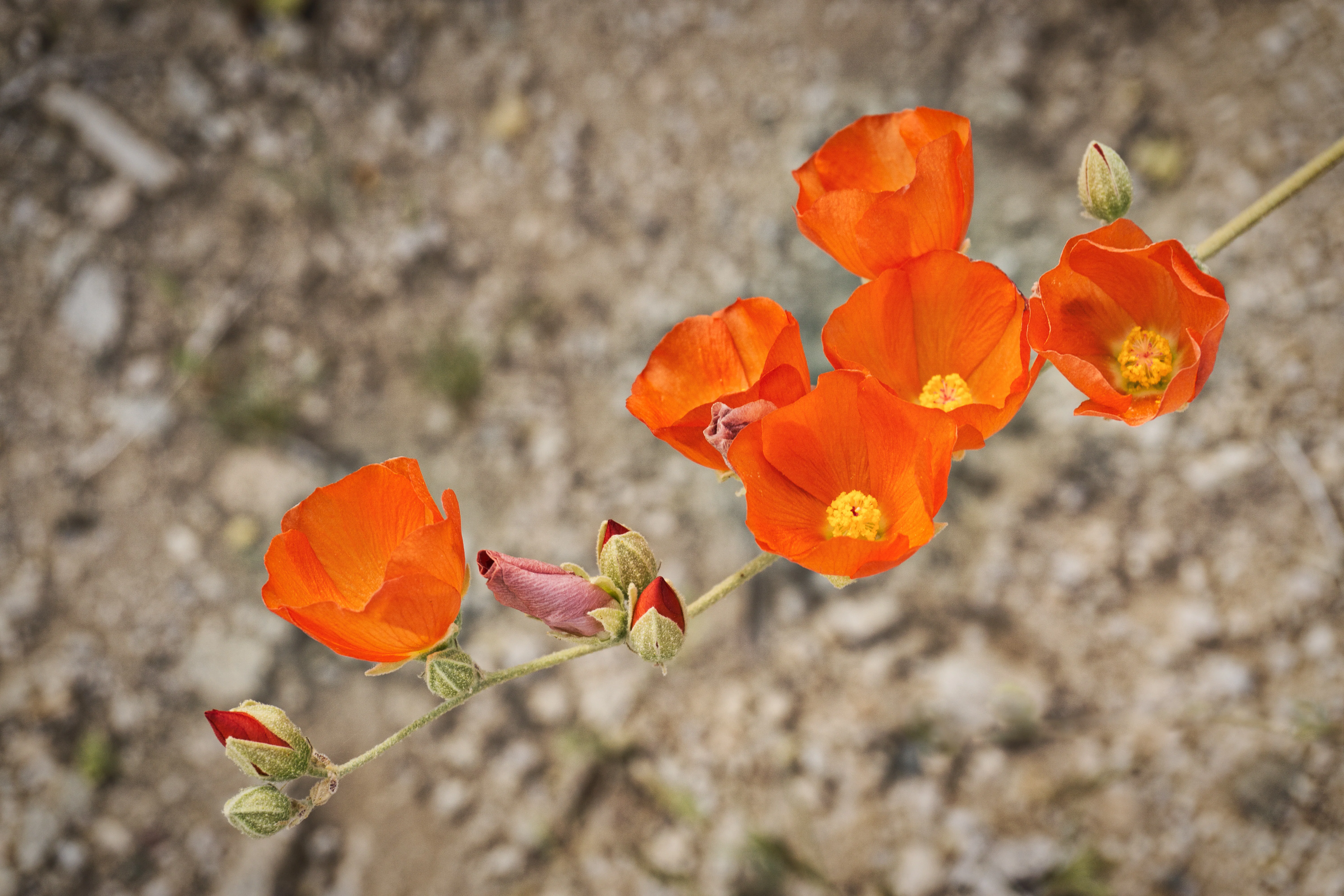 Desert Mallow - Image 3