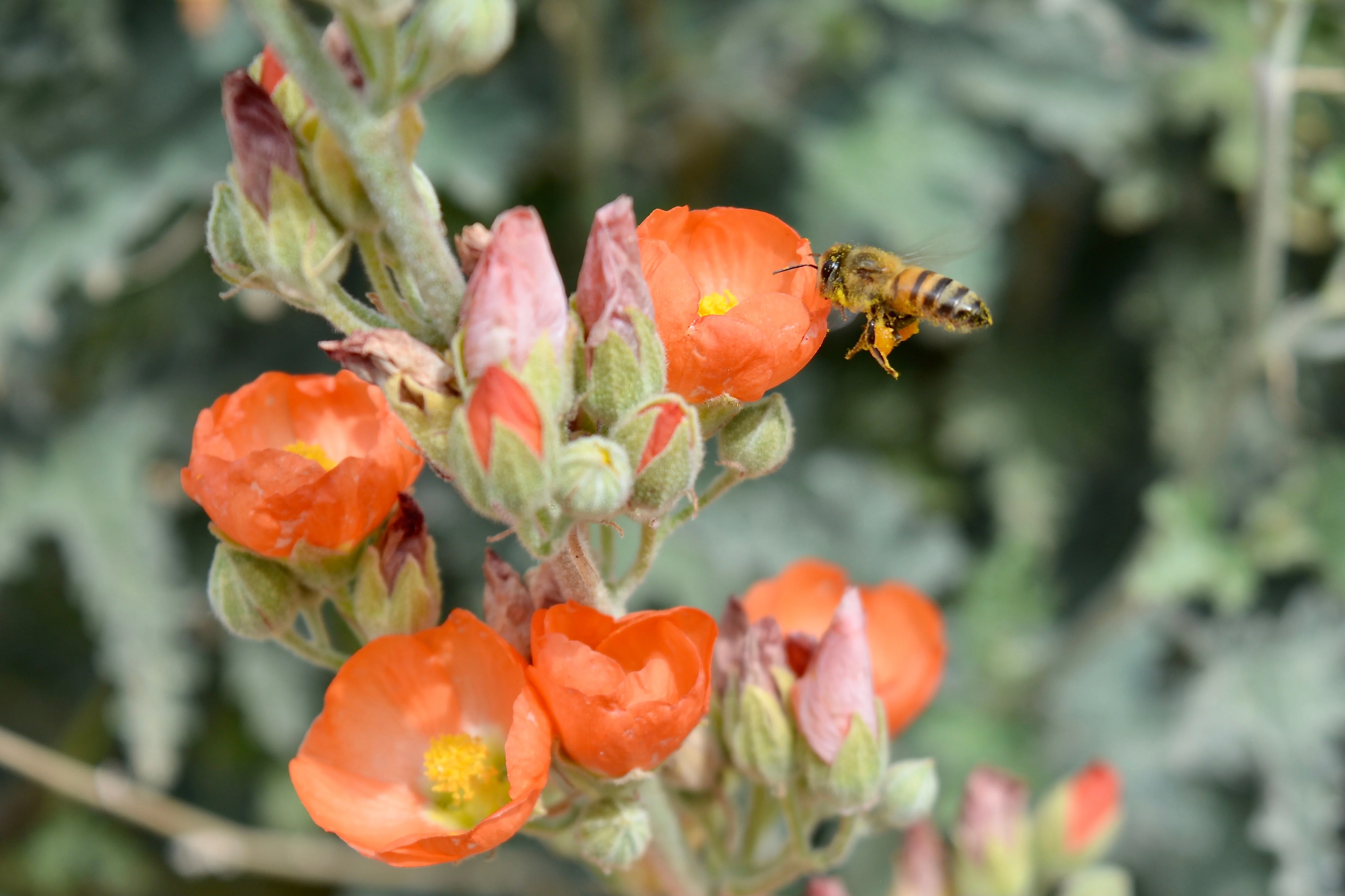 Desert Mallow - Image 4