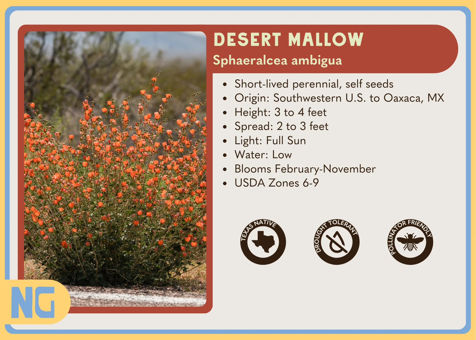Desert Mallow - Image 5