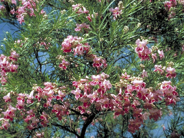 Desert Willow - Image 3