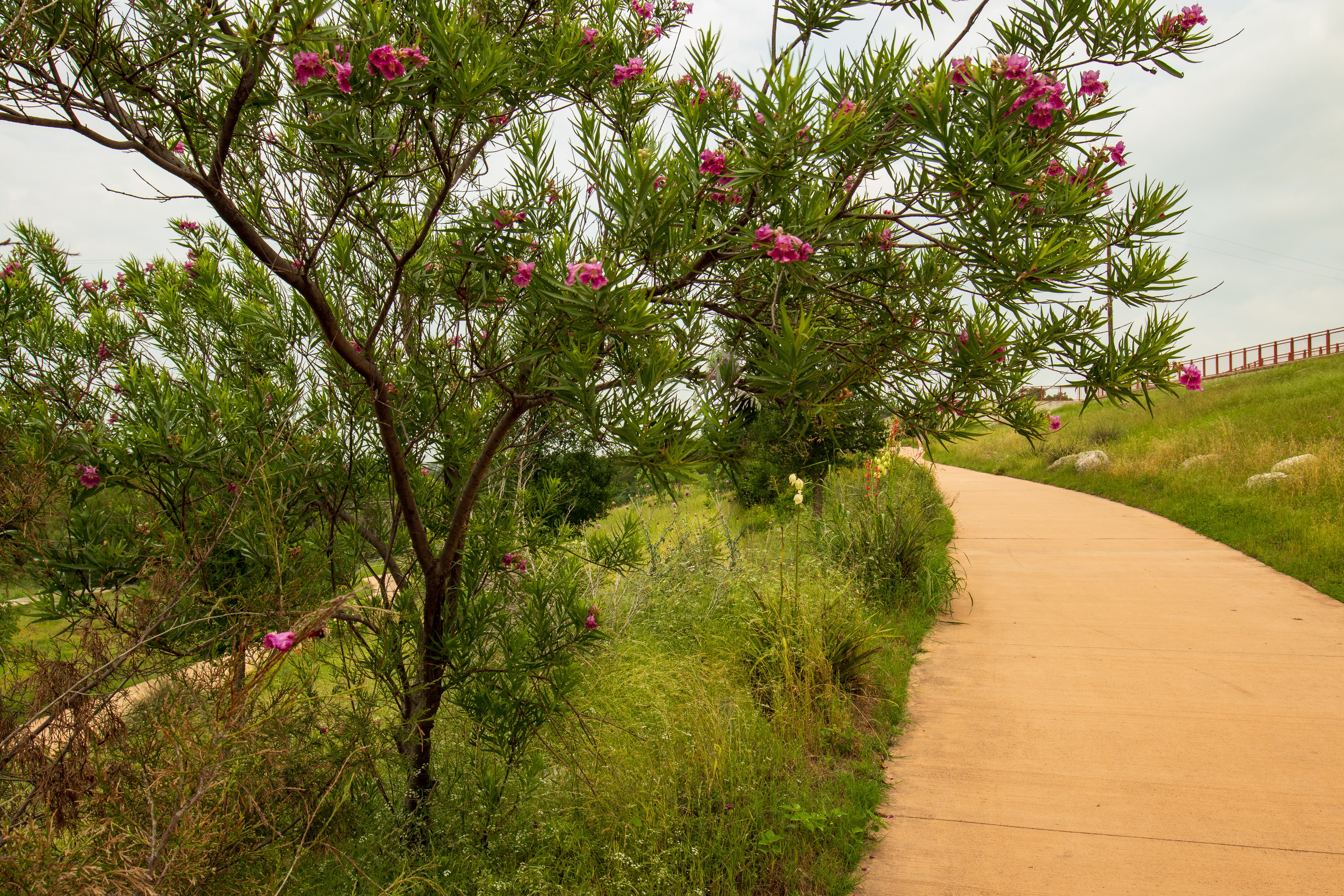 Desert Willow - Image 4