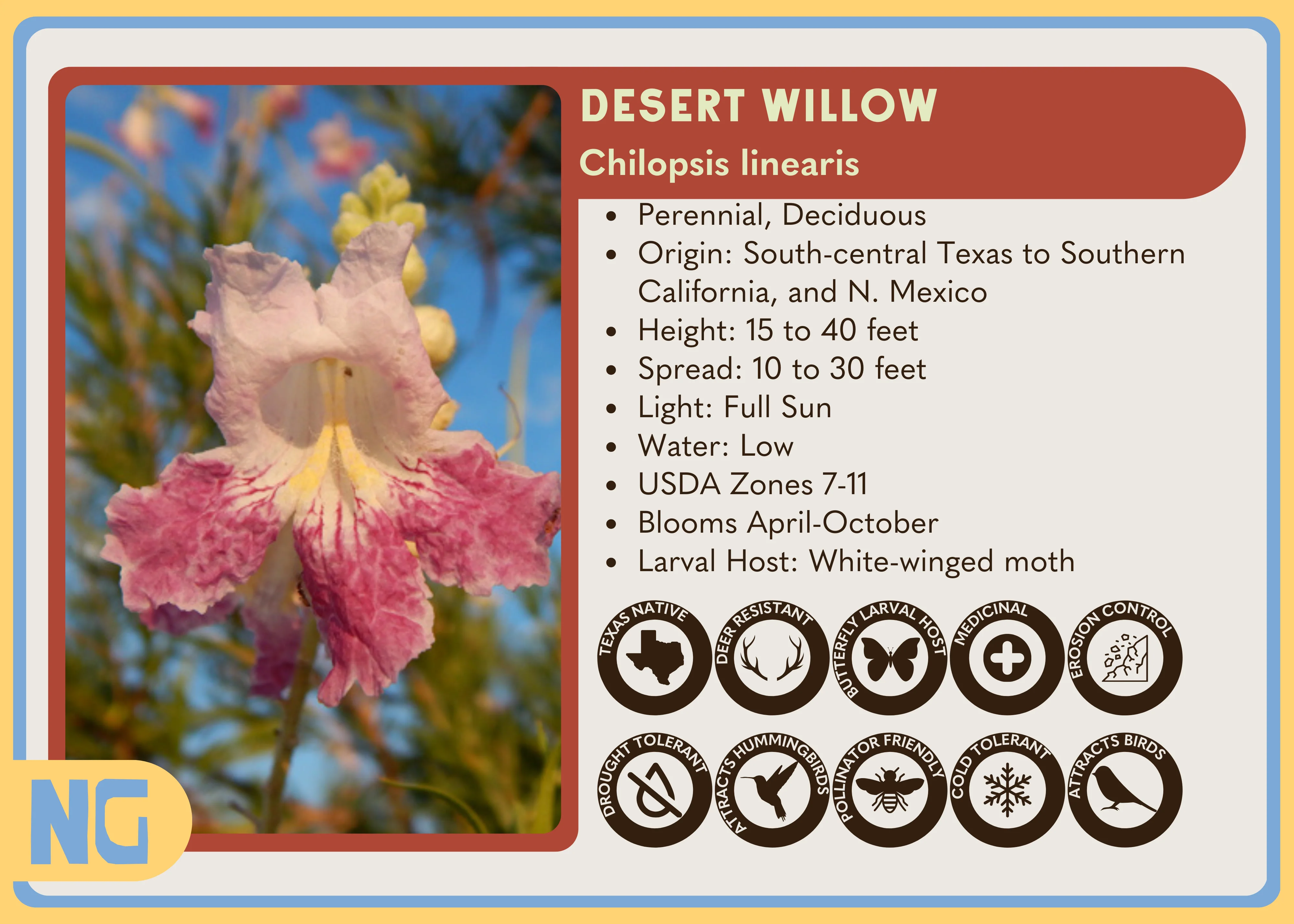Desert Willow - Image 5