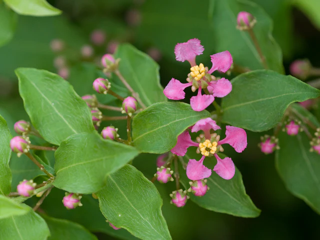'Dwarf' Barbados Cherry - Image 2
