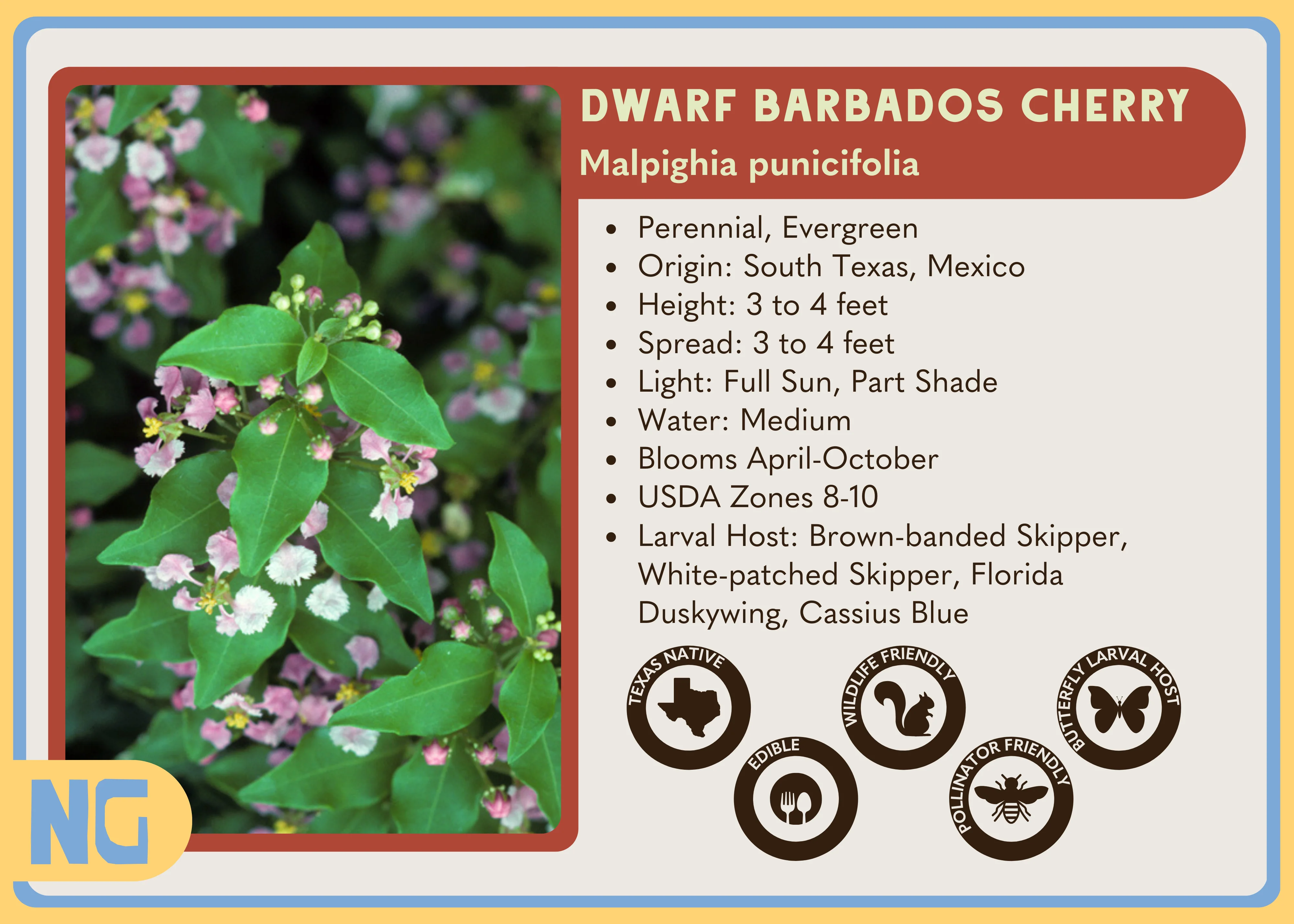 'Dwarf' Barbados Cherry - Image 3