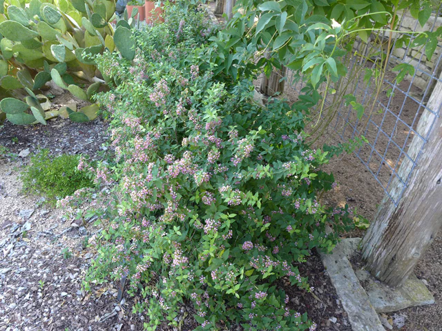 'Dwarf' Barbados Cherry - Image 4