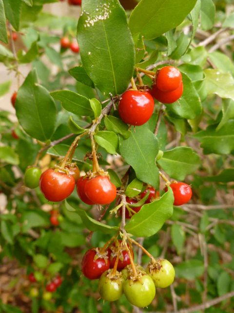 'Dwarf' Barbados Cherry - Image 5