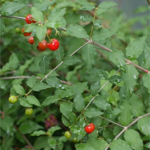 'Dwarf' Barbados Cherry - Image 6