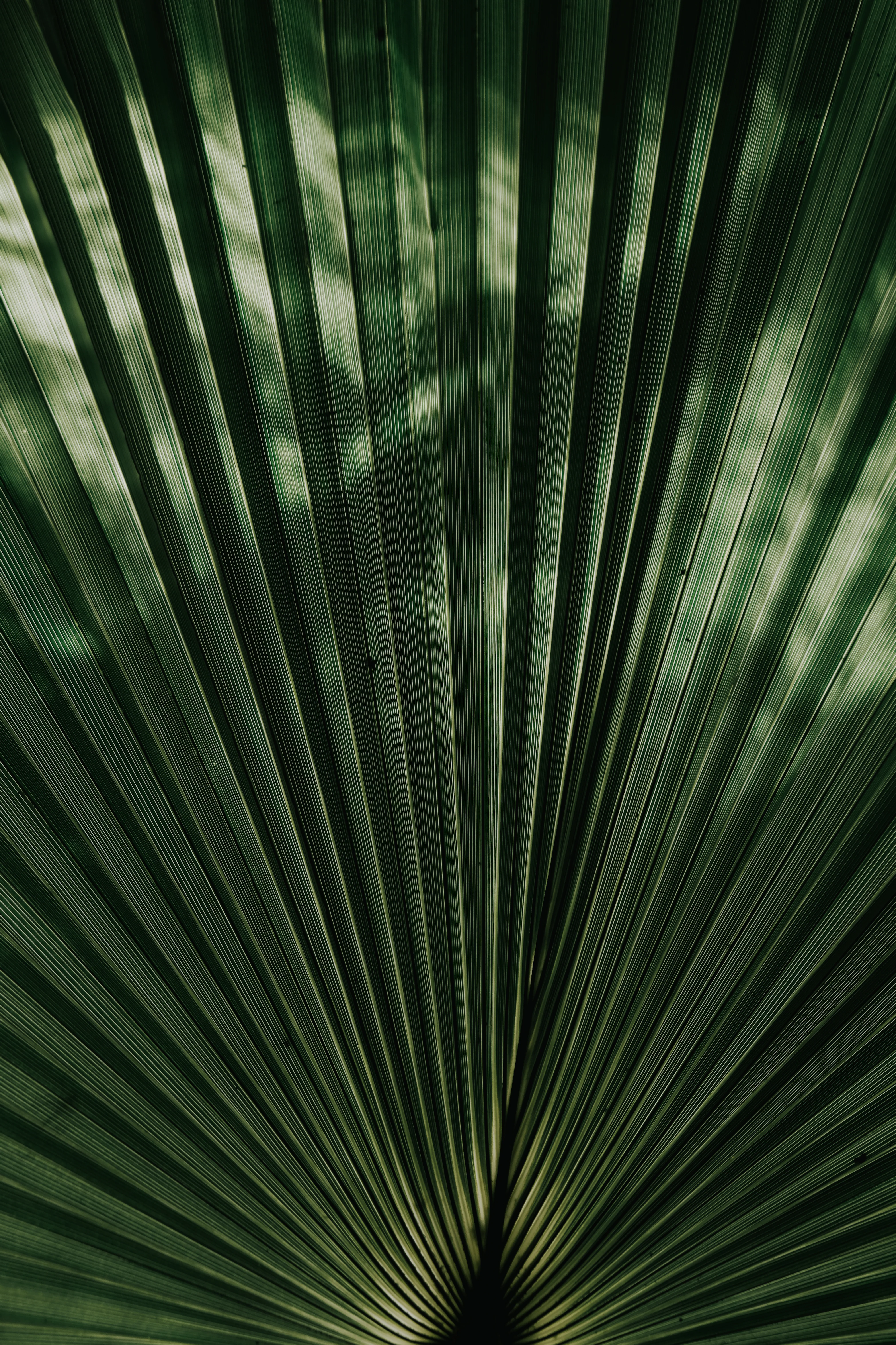 Dwarf Palmetto - Image 2