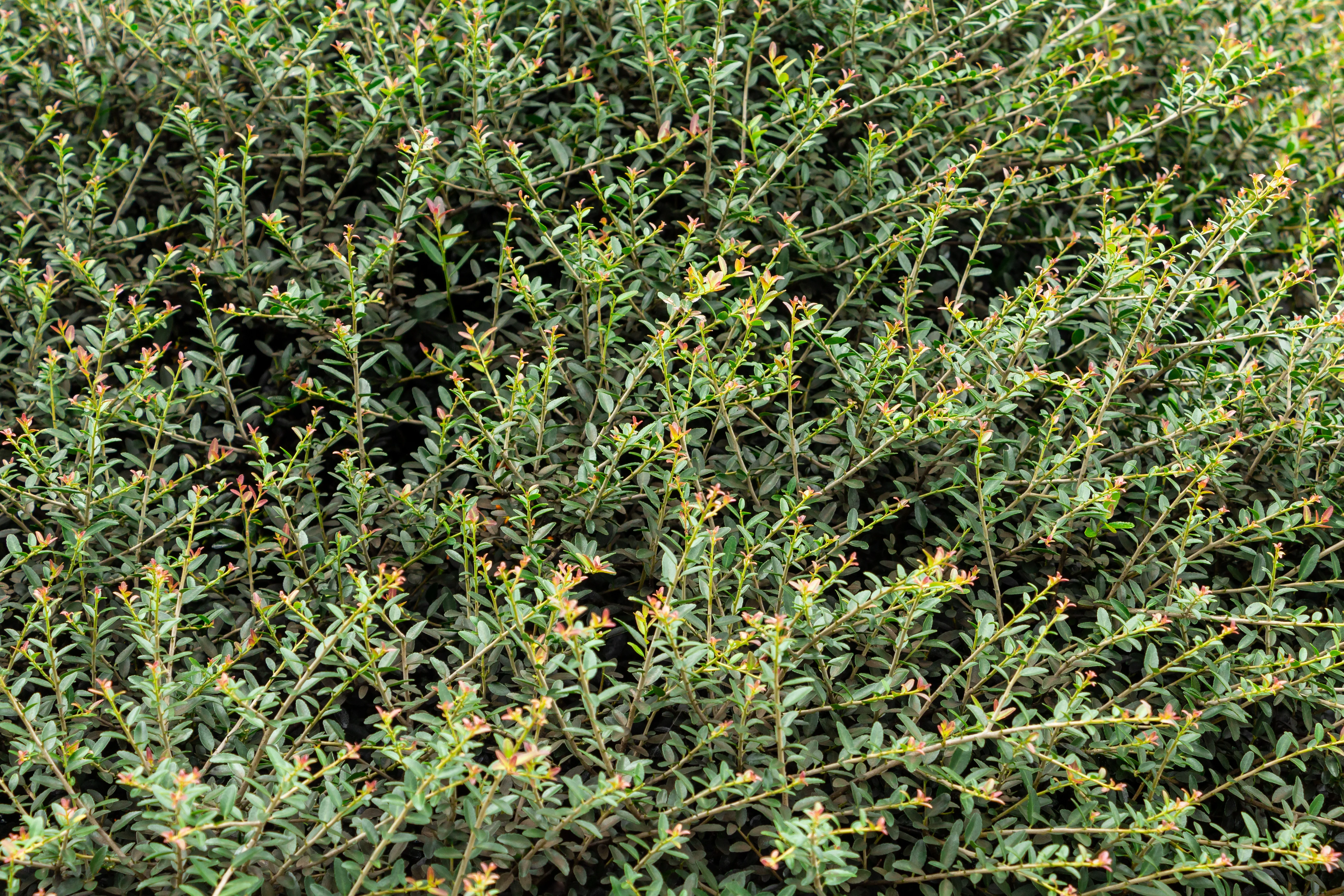 Dwarf Yaupon Holly - Image 2