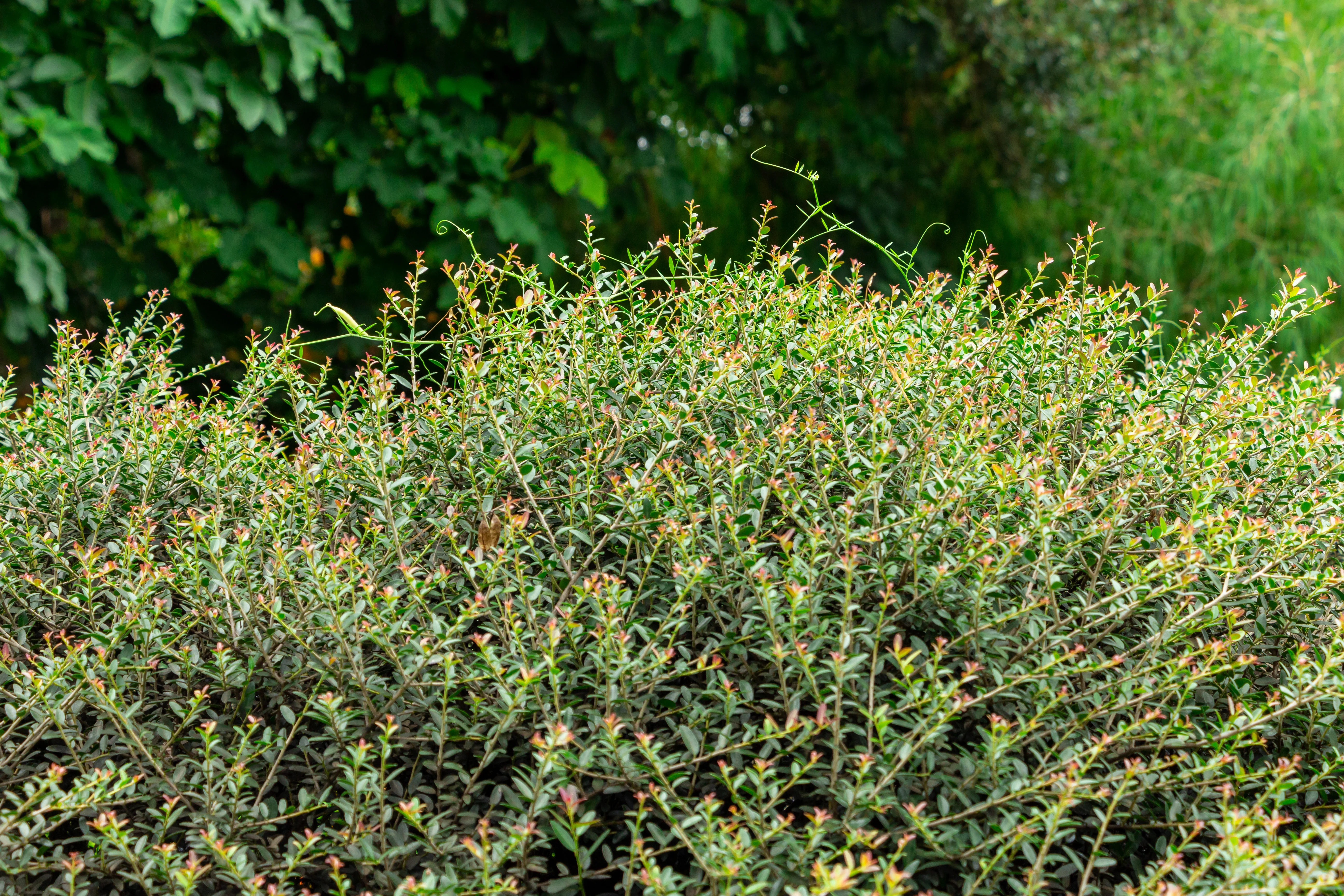 Dwarf Yaupon Holly - Image 3