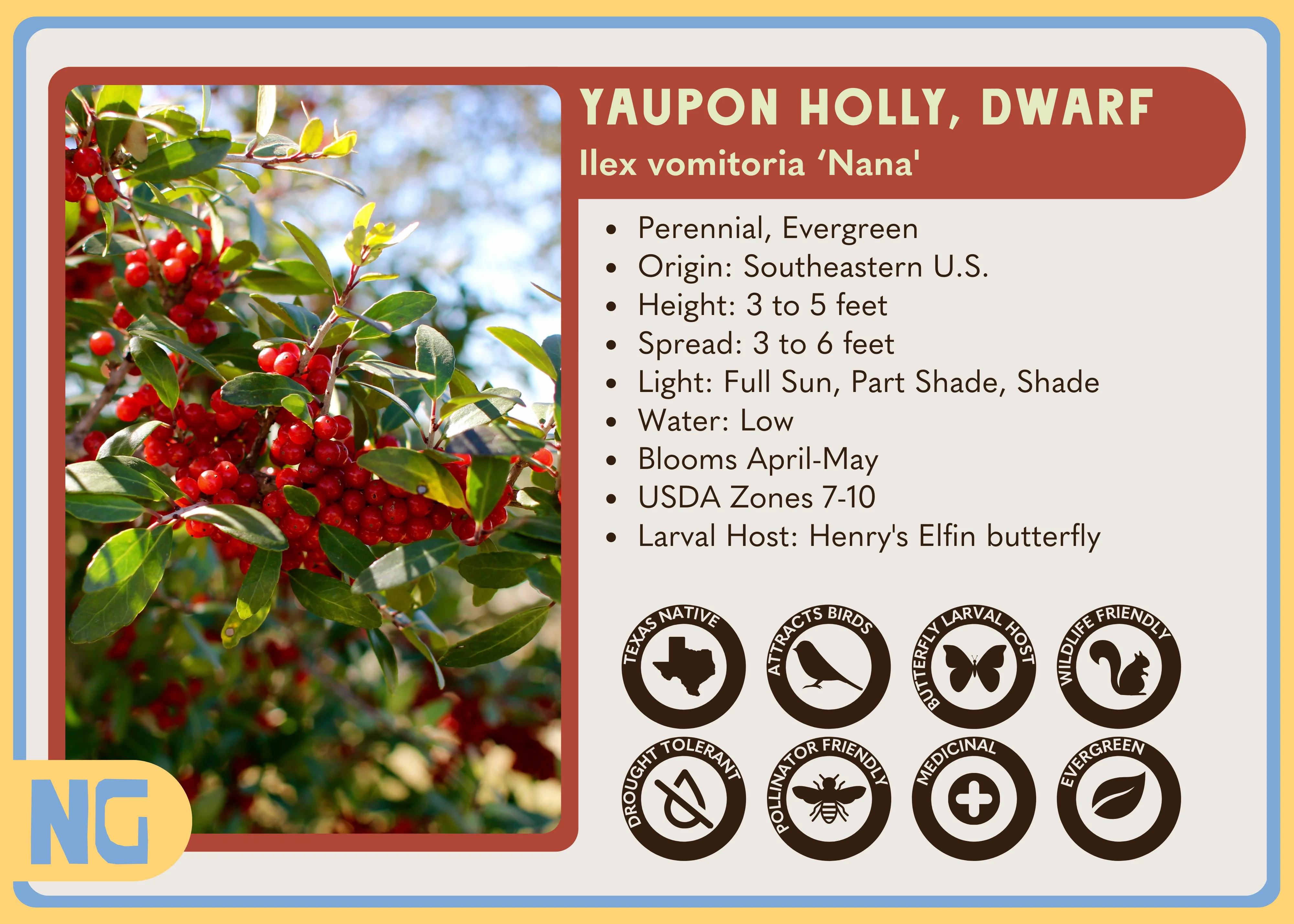 Dwarf Yaupon Holly - Image 4