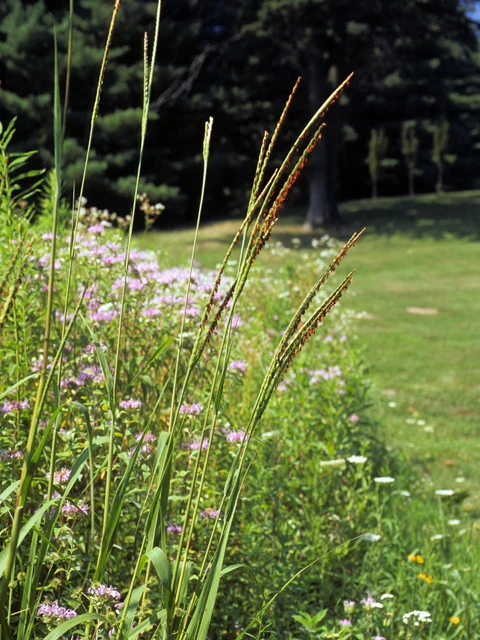 Eastern Gammagrass - Image 2