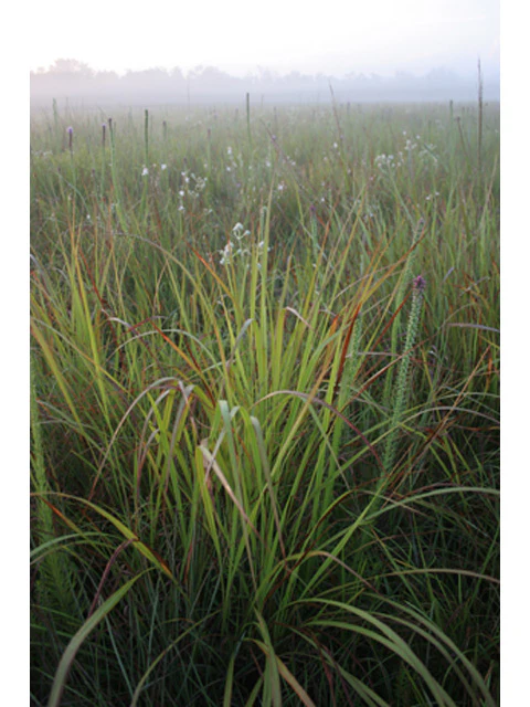 Eastern Gammagrass - Image 3