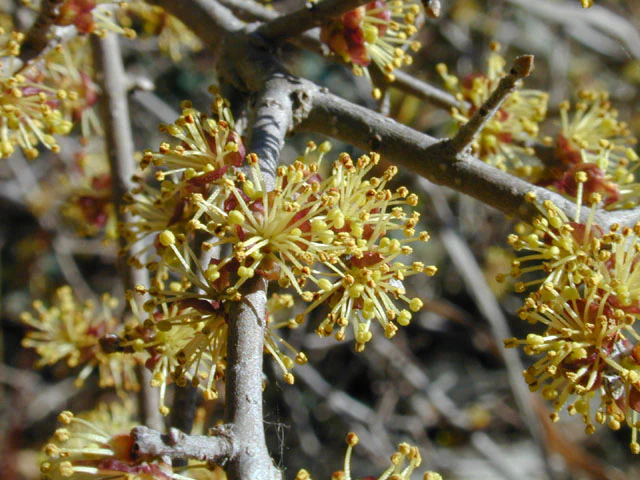 Elbow Bush - Image 3
