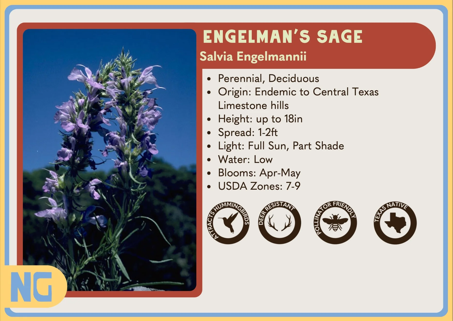 Engelmann Sage - Image 3