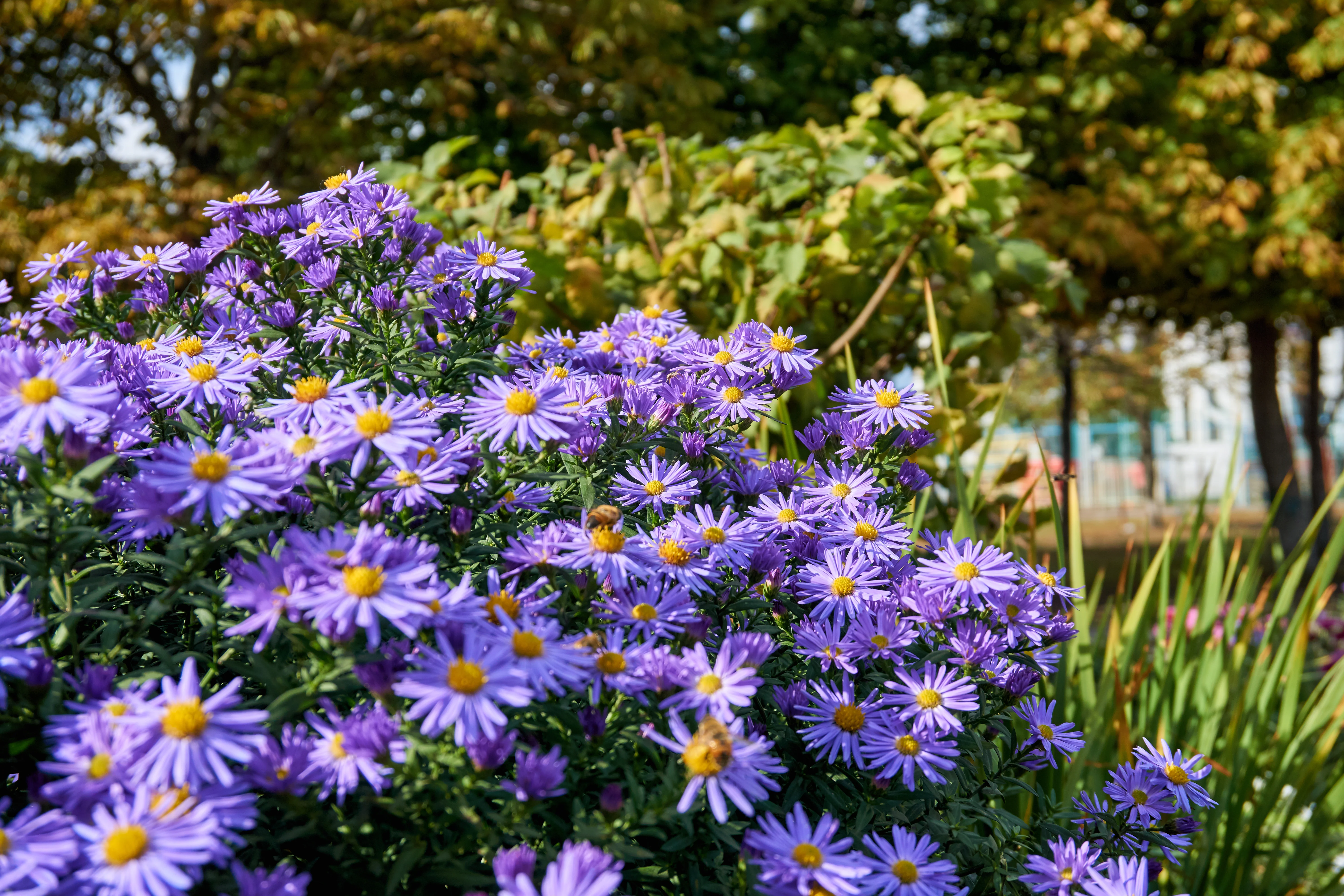 Fall Aster - Image 3