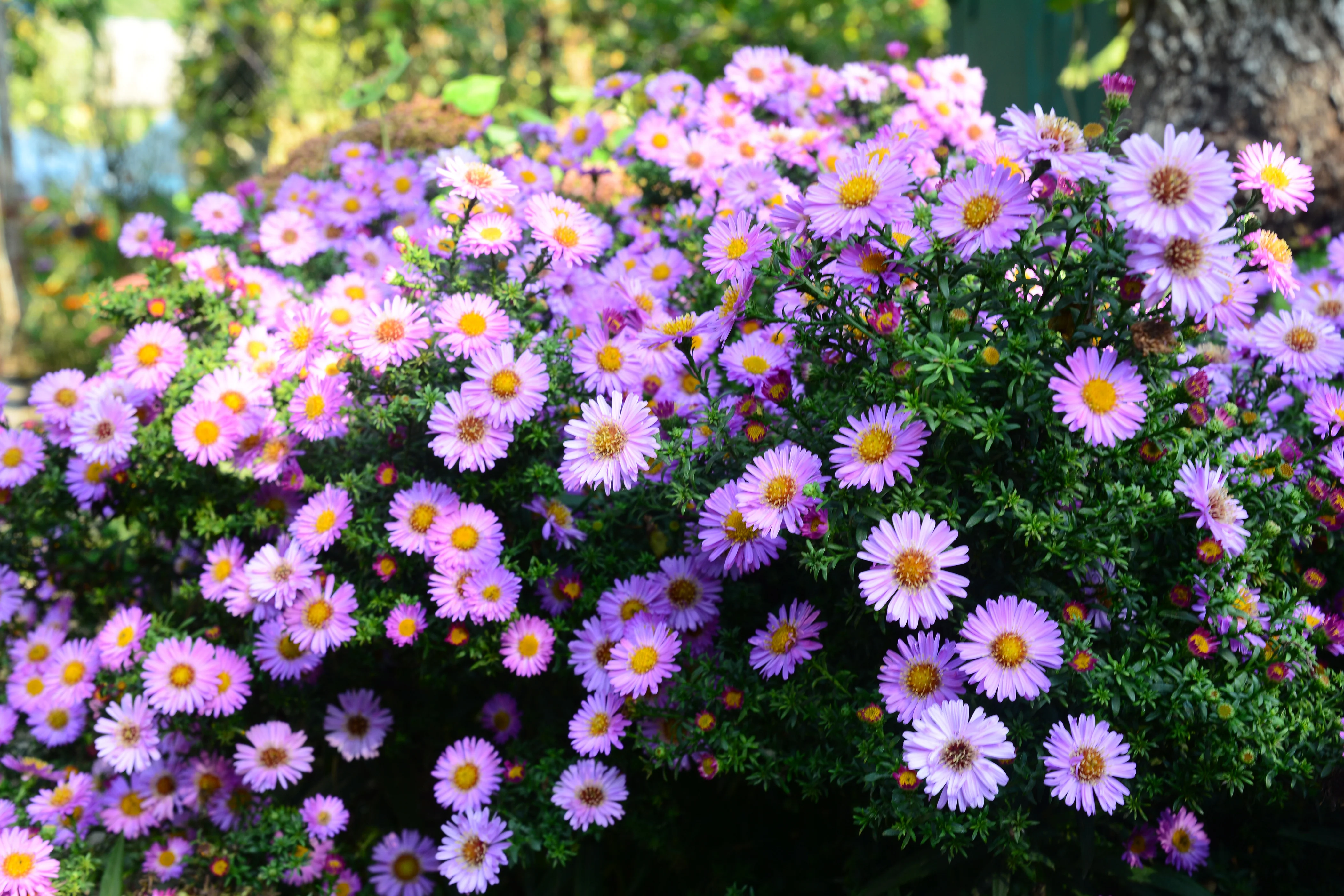 Fall Aster - Image 4