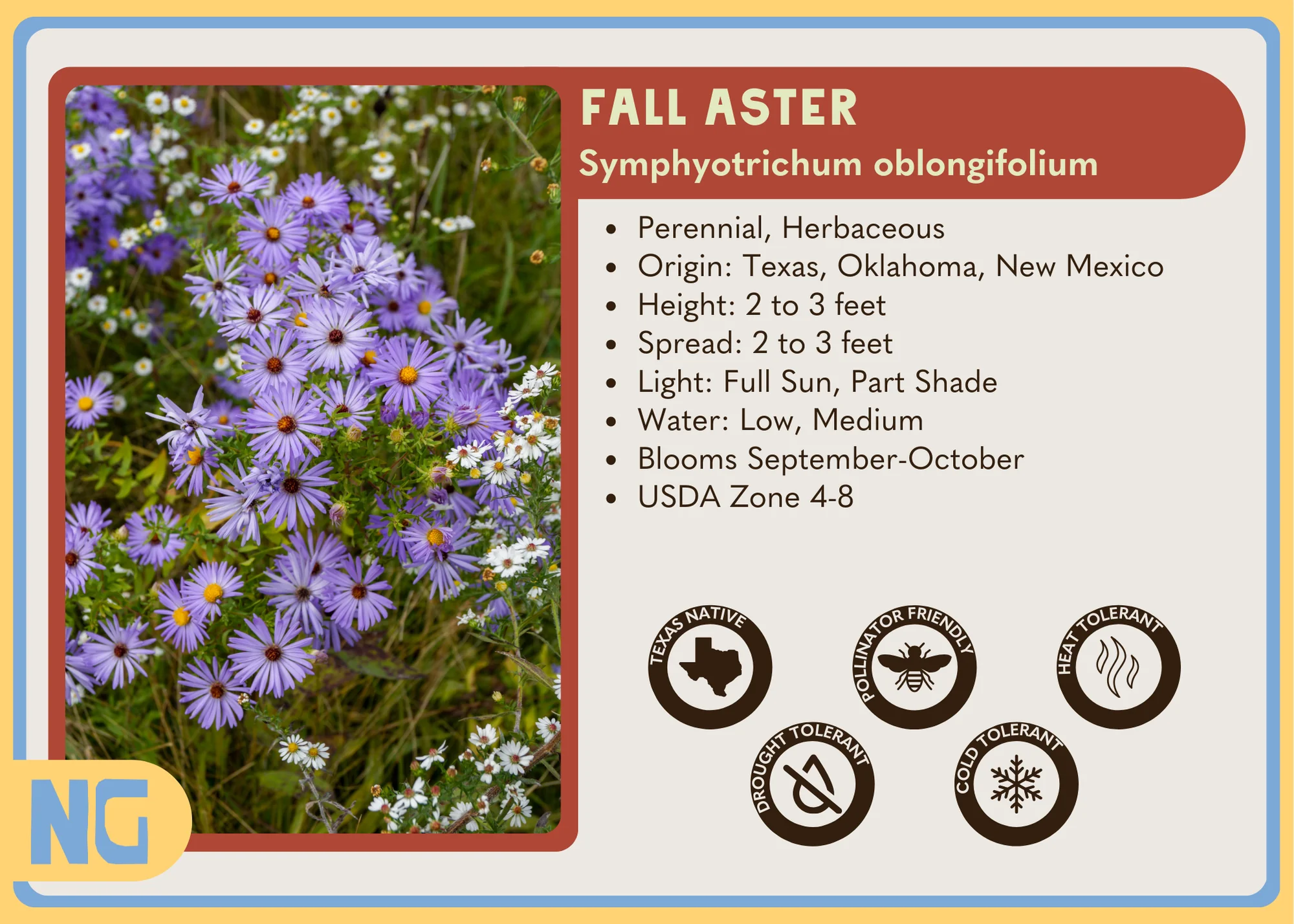 Fall Aster - Image 5