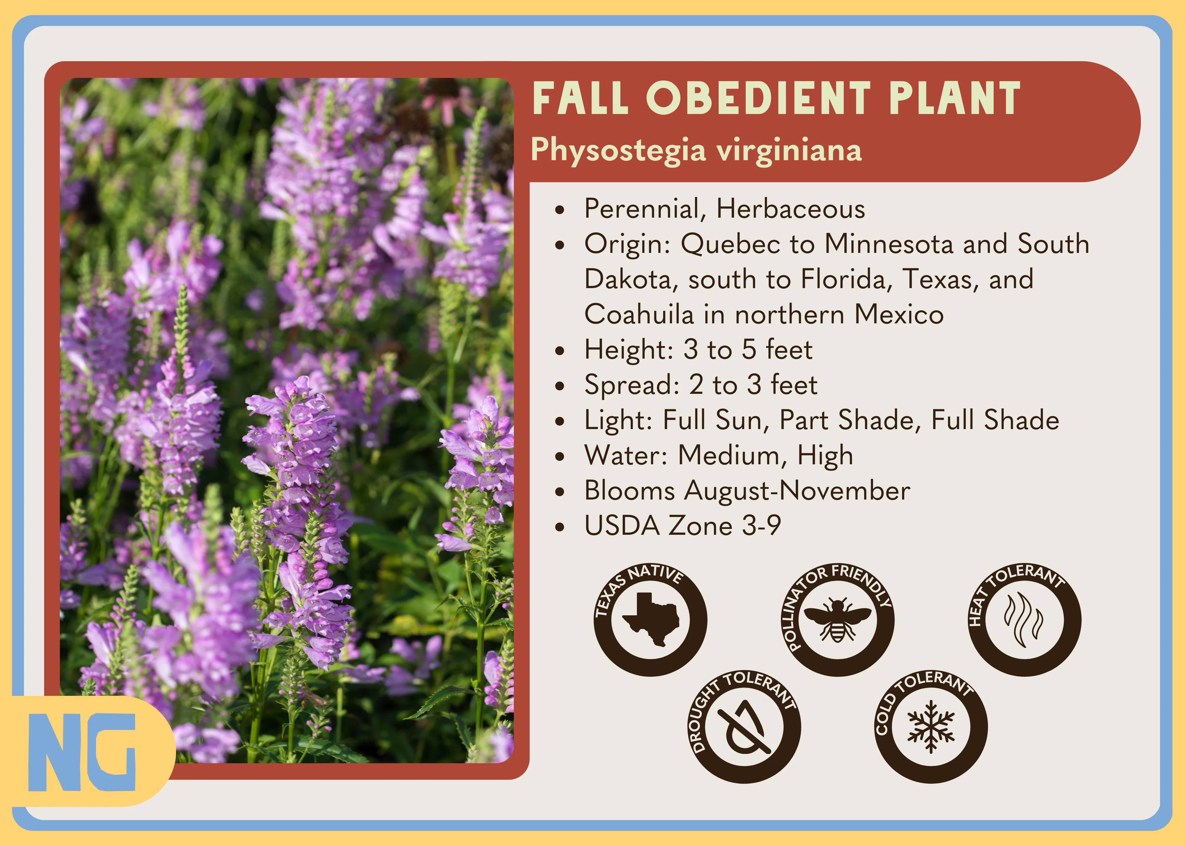 Fall Obedient Plant - Image 3