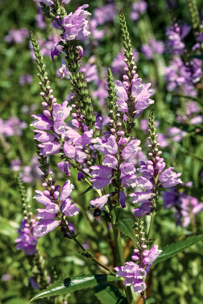 Fall Obedient Plant - Image 4