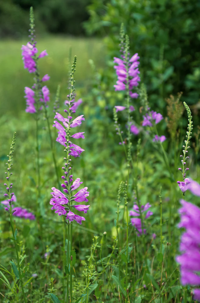 Fall Obedient Plant - Image 5