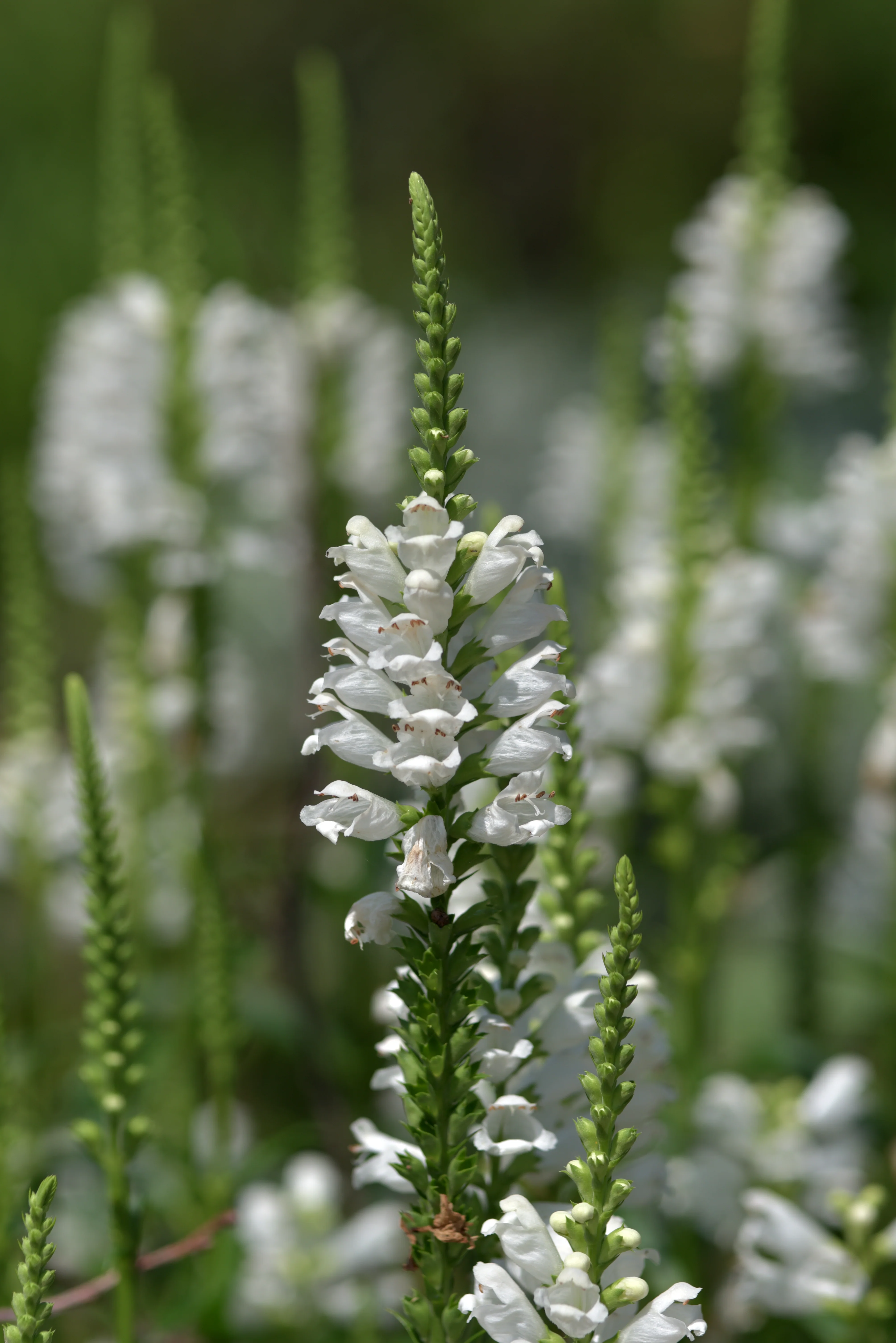 Fall Obedient Plant 'White' - Image 2