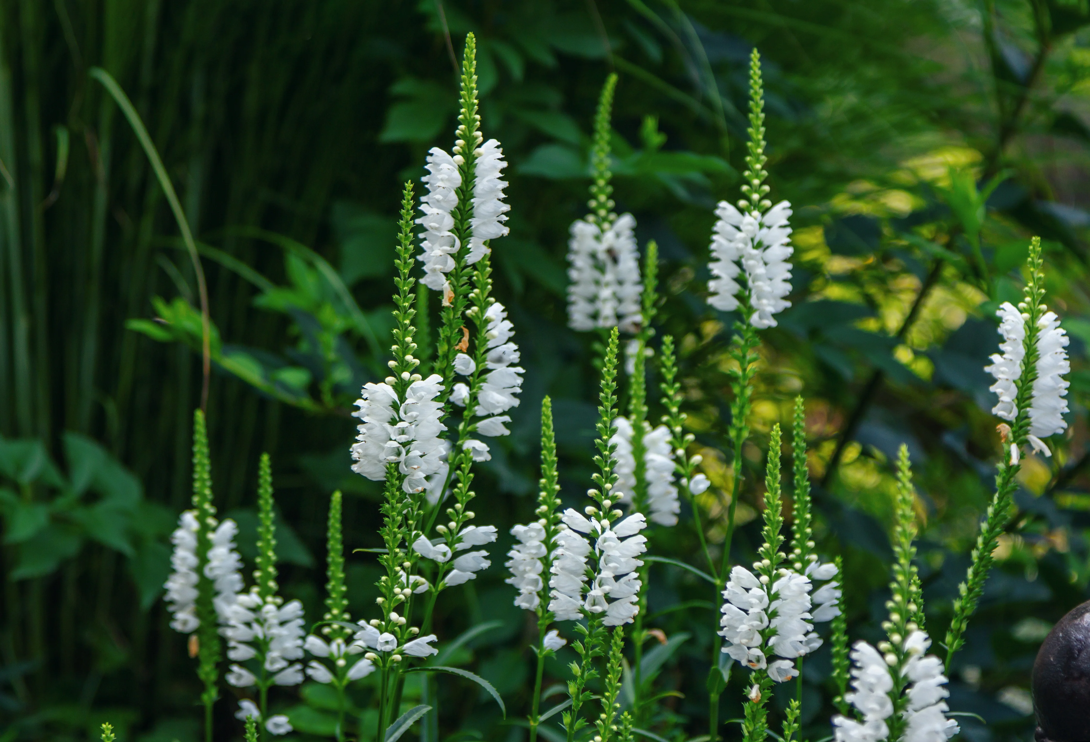 Fall Obedient Plant 'White' - Image 3