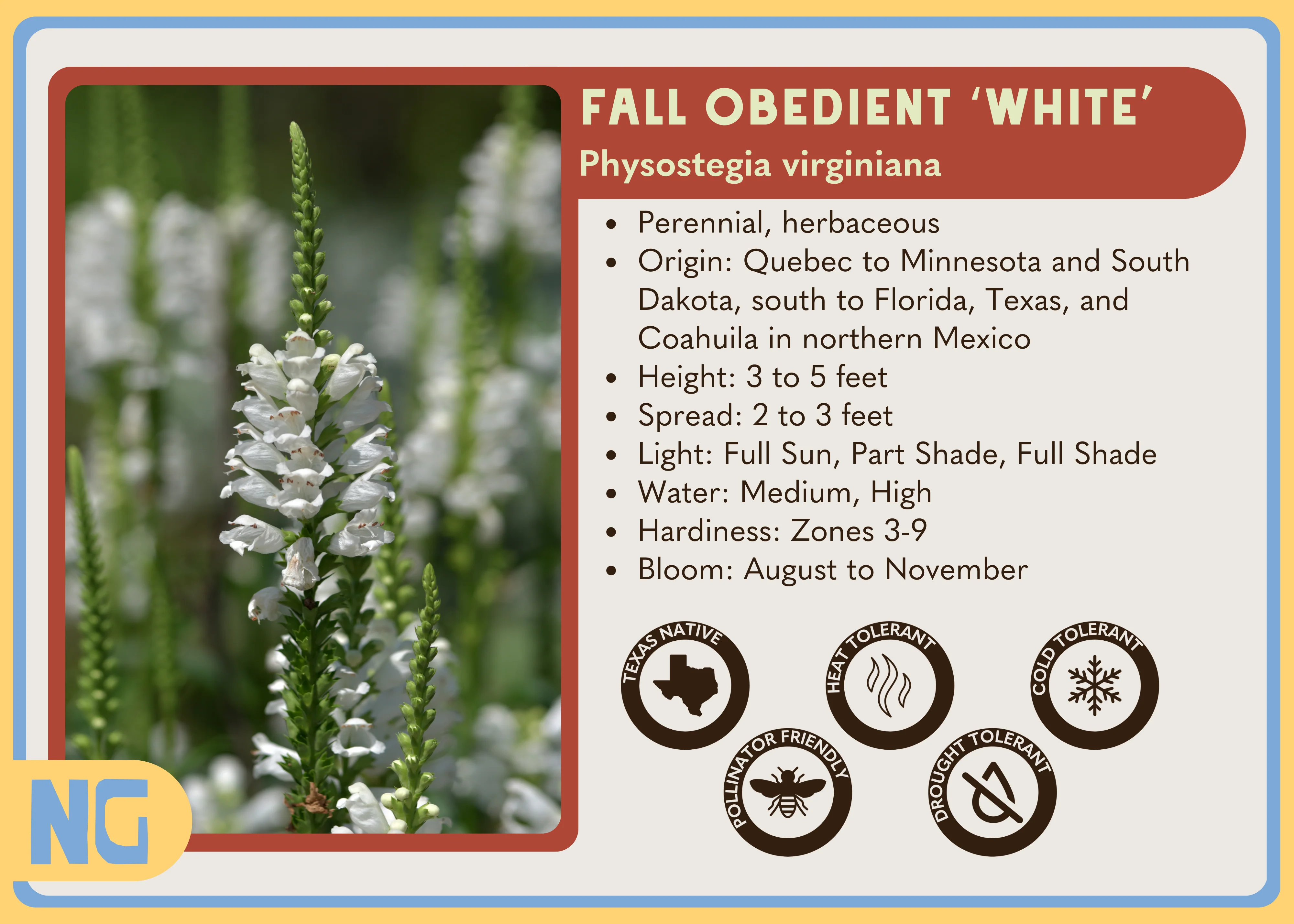 Fall Obedient Plant 'White' - Image 4