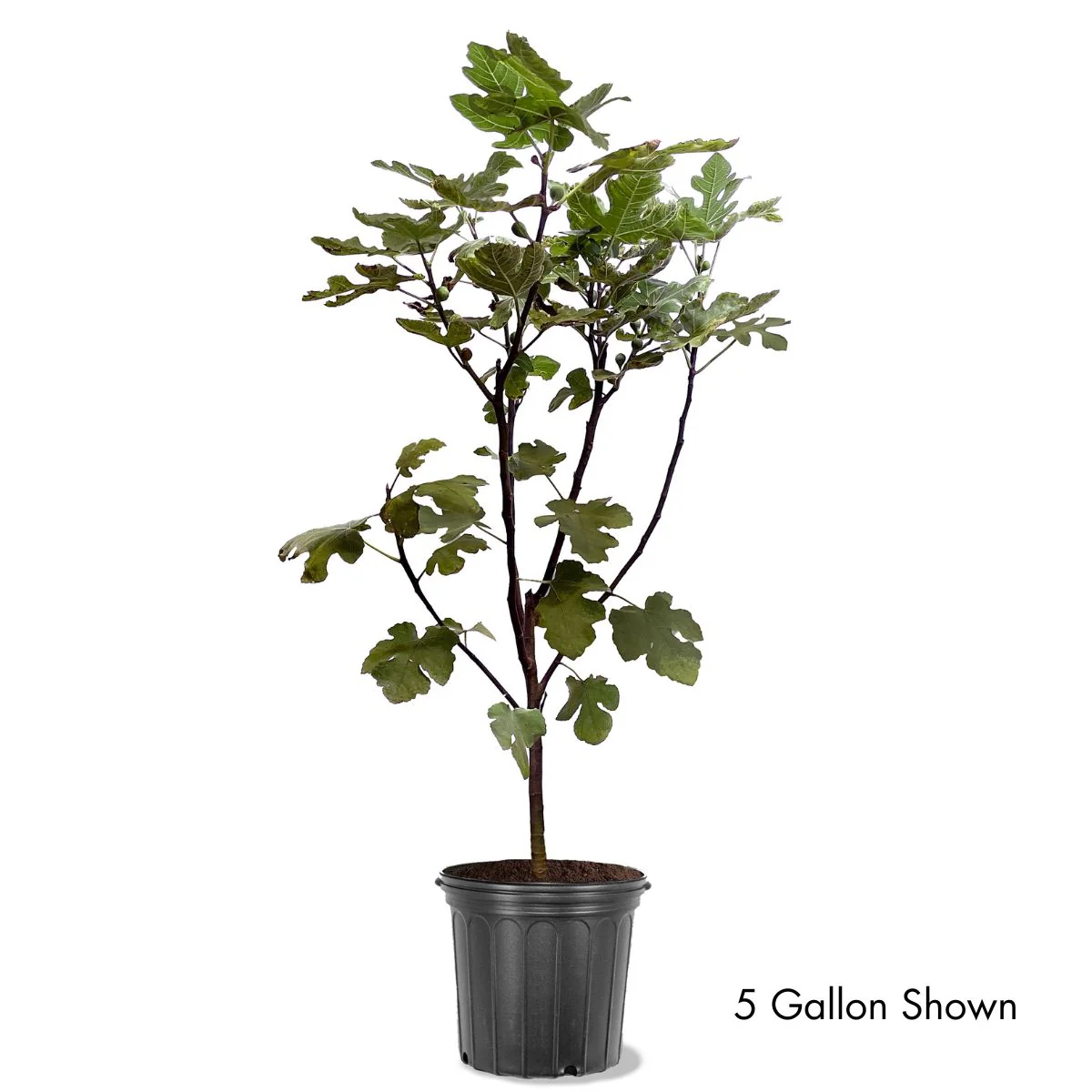 Fig 'LSU Purple' - Image 2