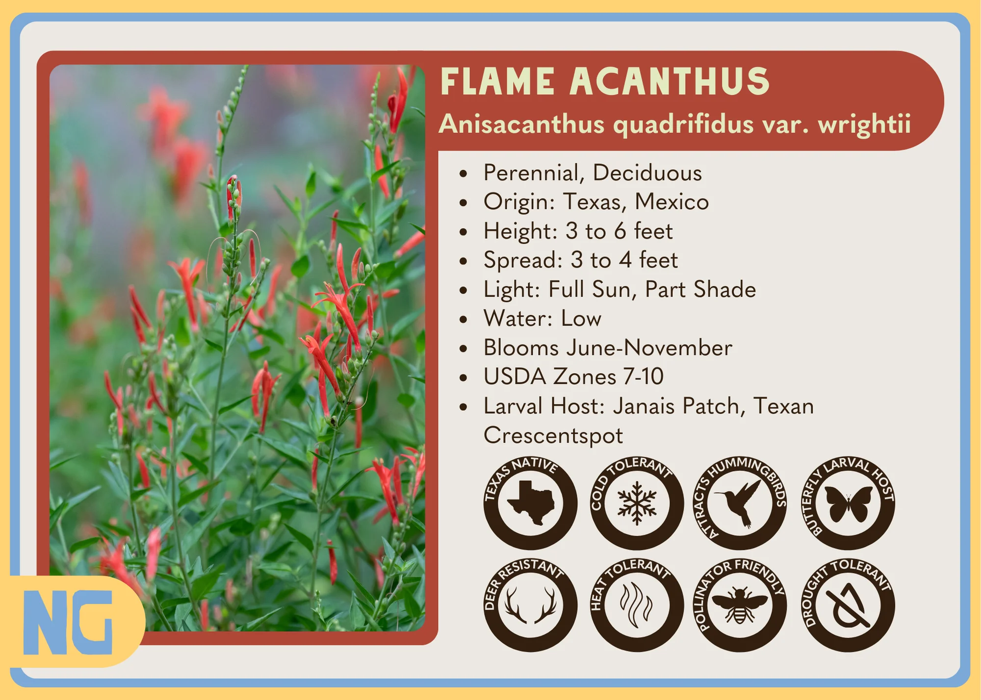 Flame Acanthus - Image 3