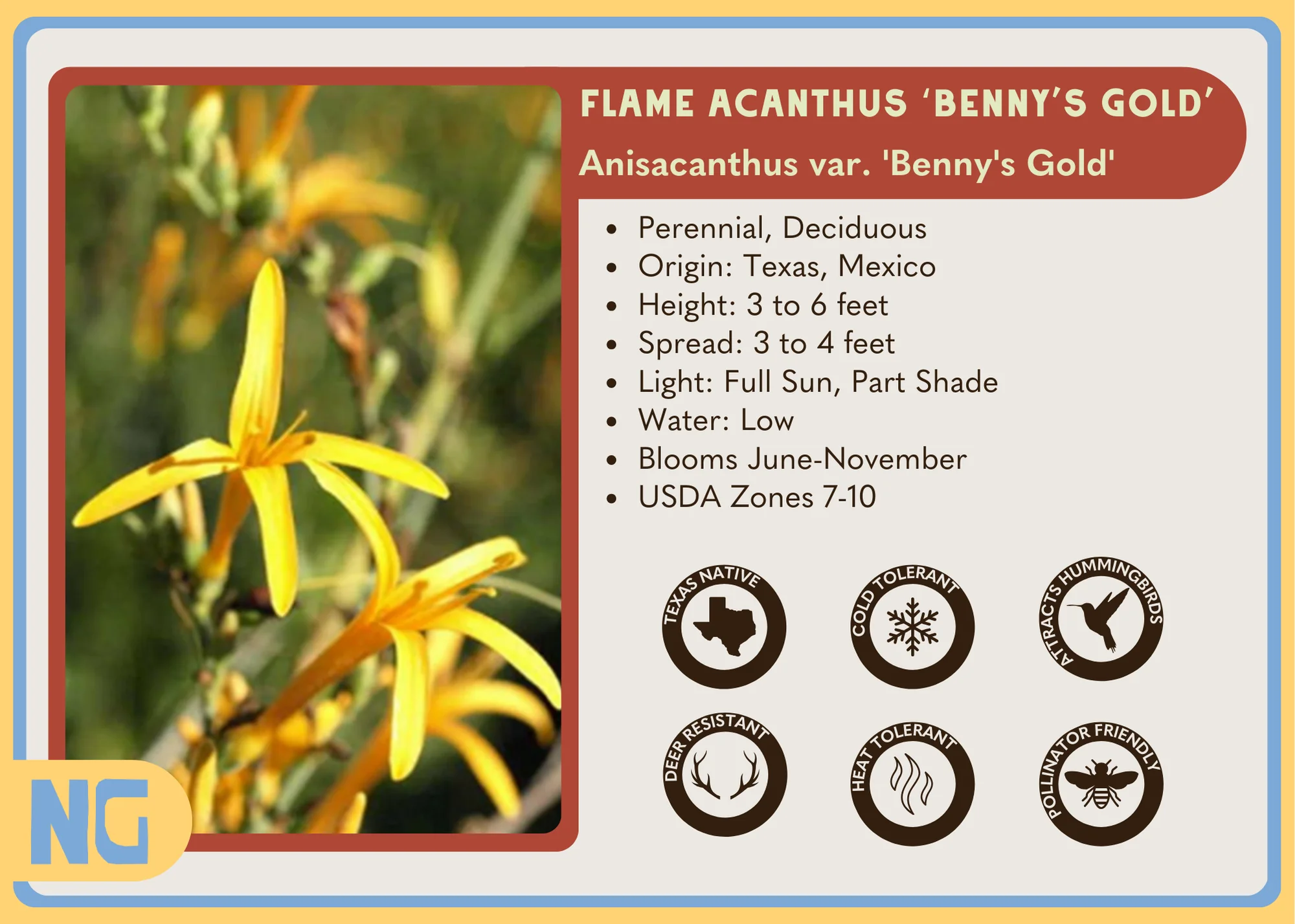 Flame Acanthus 'Benny's Gold' - Image 3