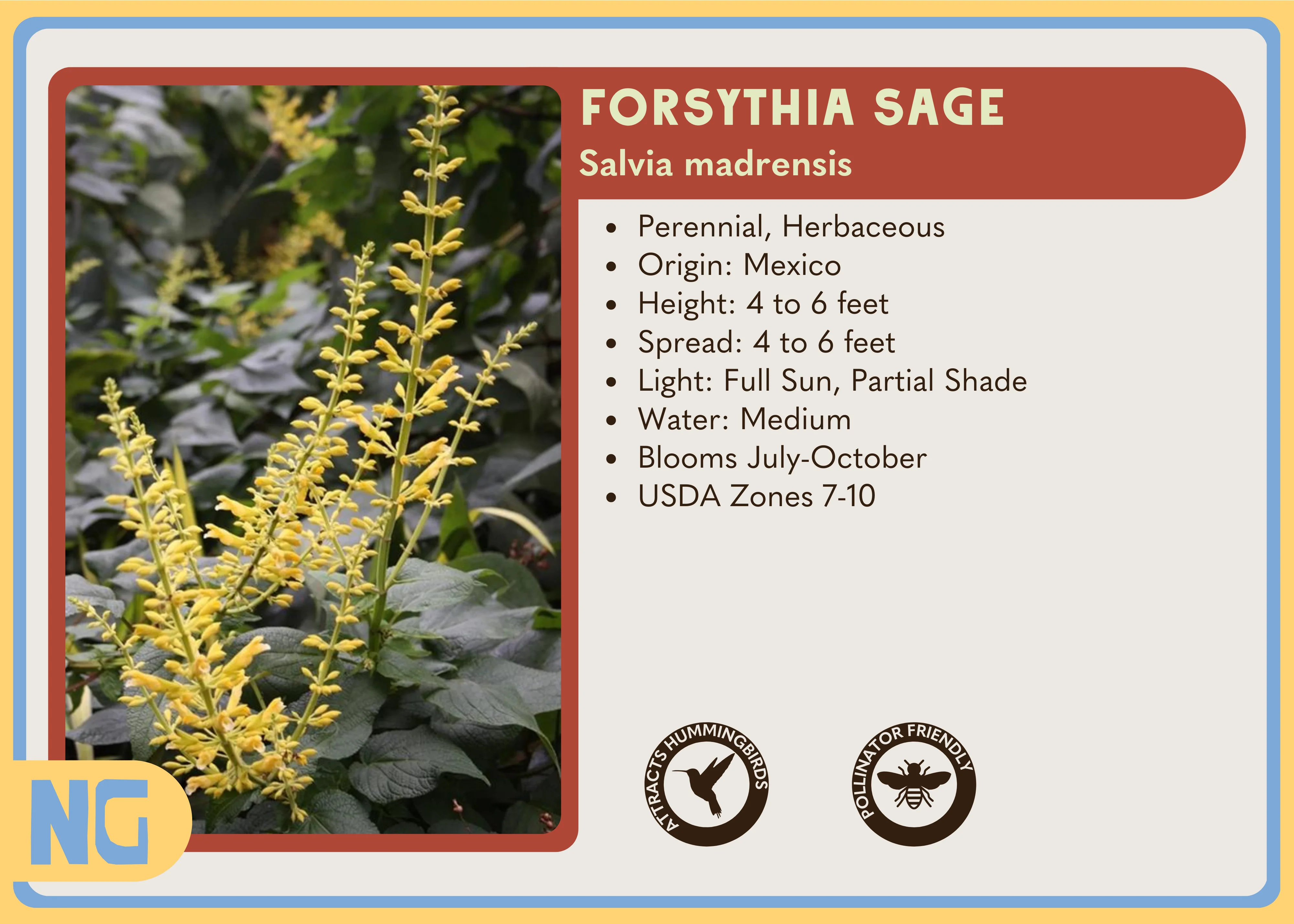 Forsythia Sage - Image 3