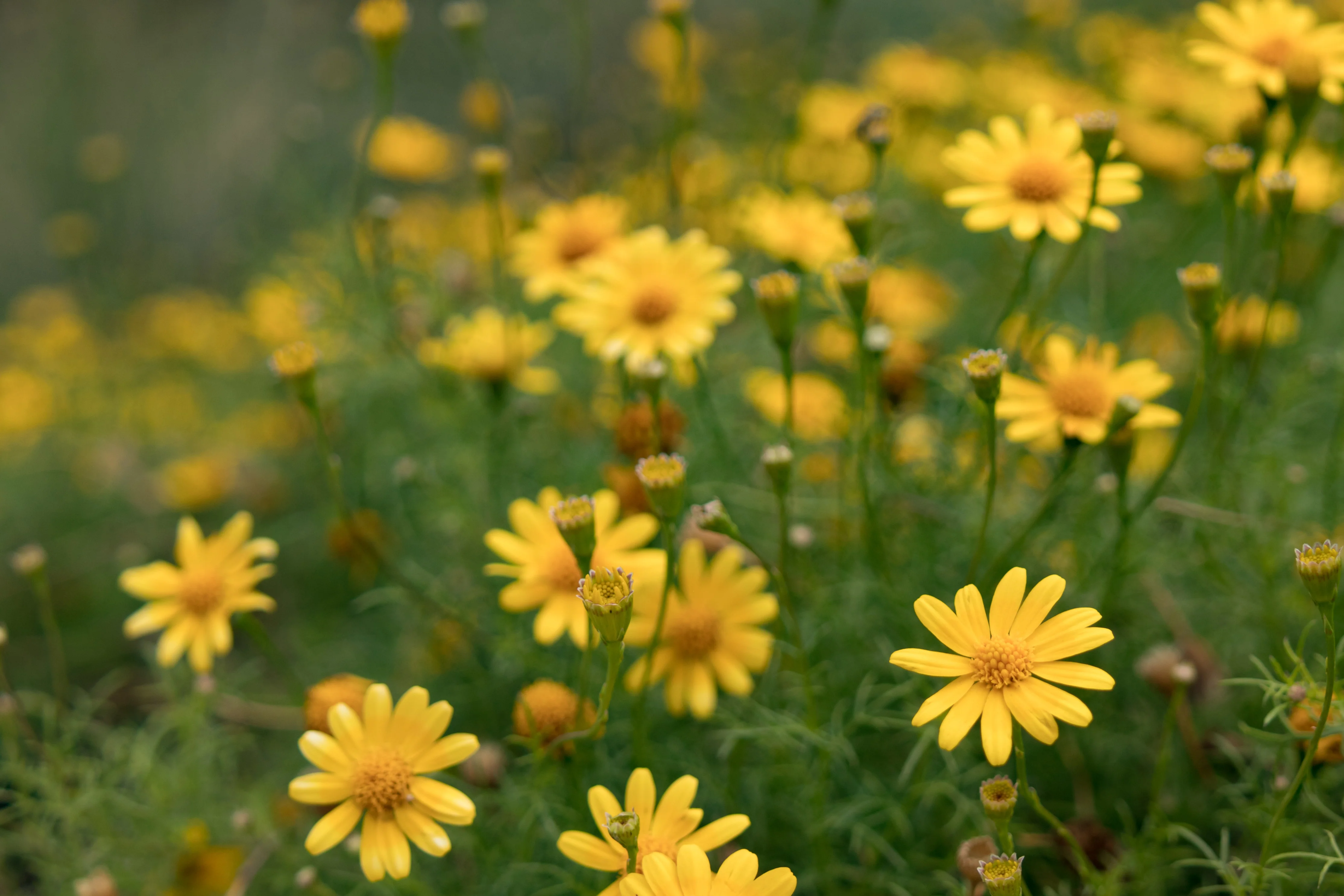 Four-Nerve Daisy - Image 2