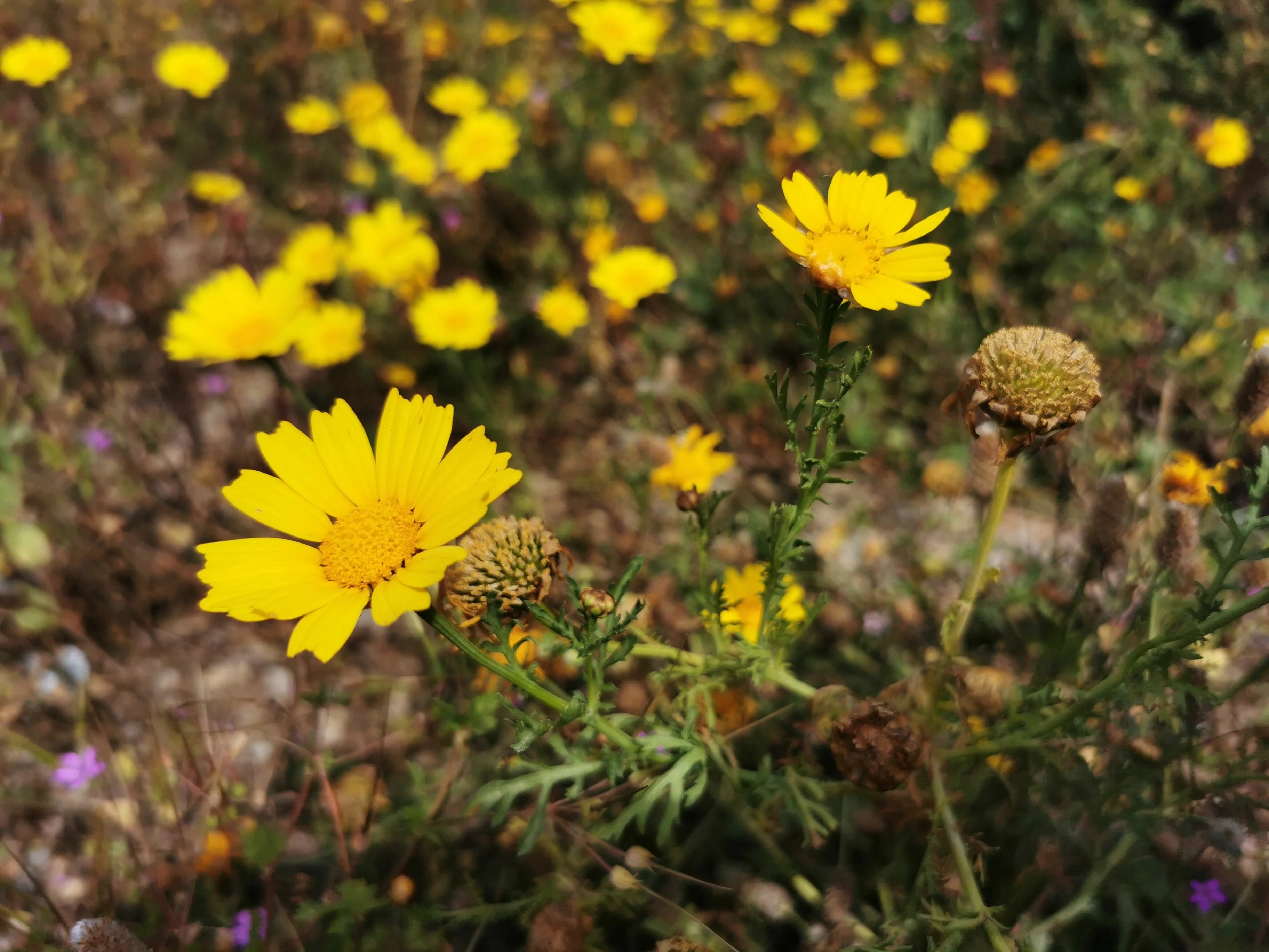 Four-Nerve Daisy - Image 3