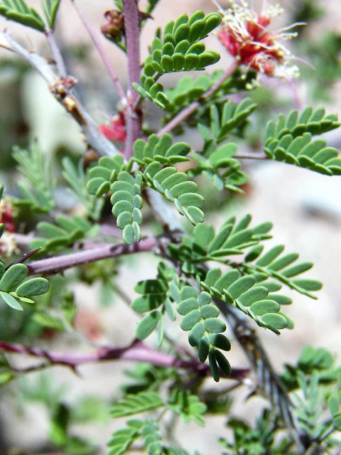Fragrant Mimosa - Image 3