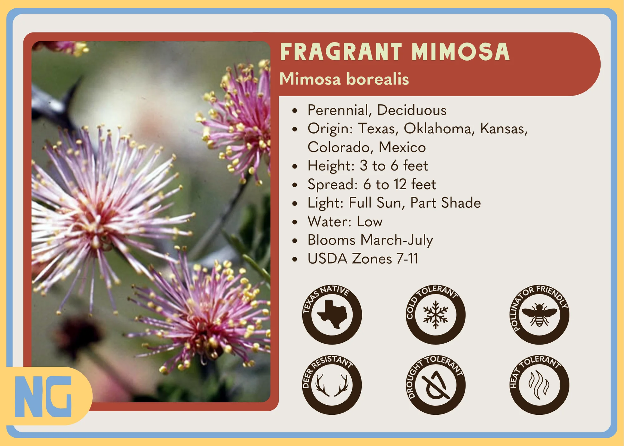 Fragrant Mimosa - Image 4