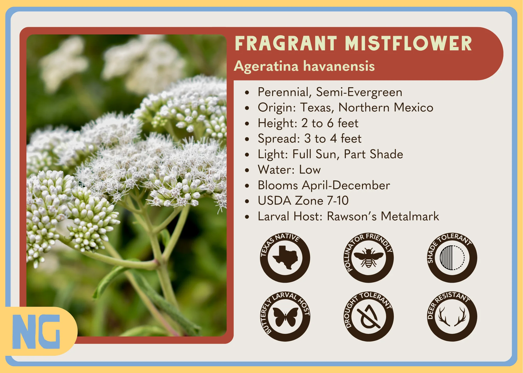 Fragrant Mistflower - Image 3