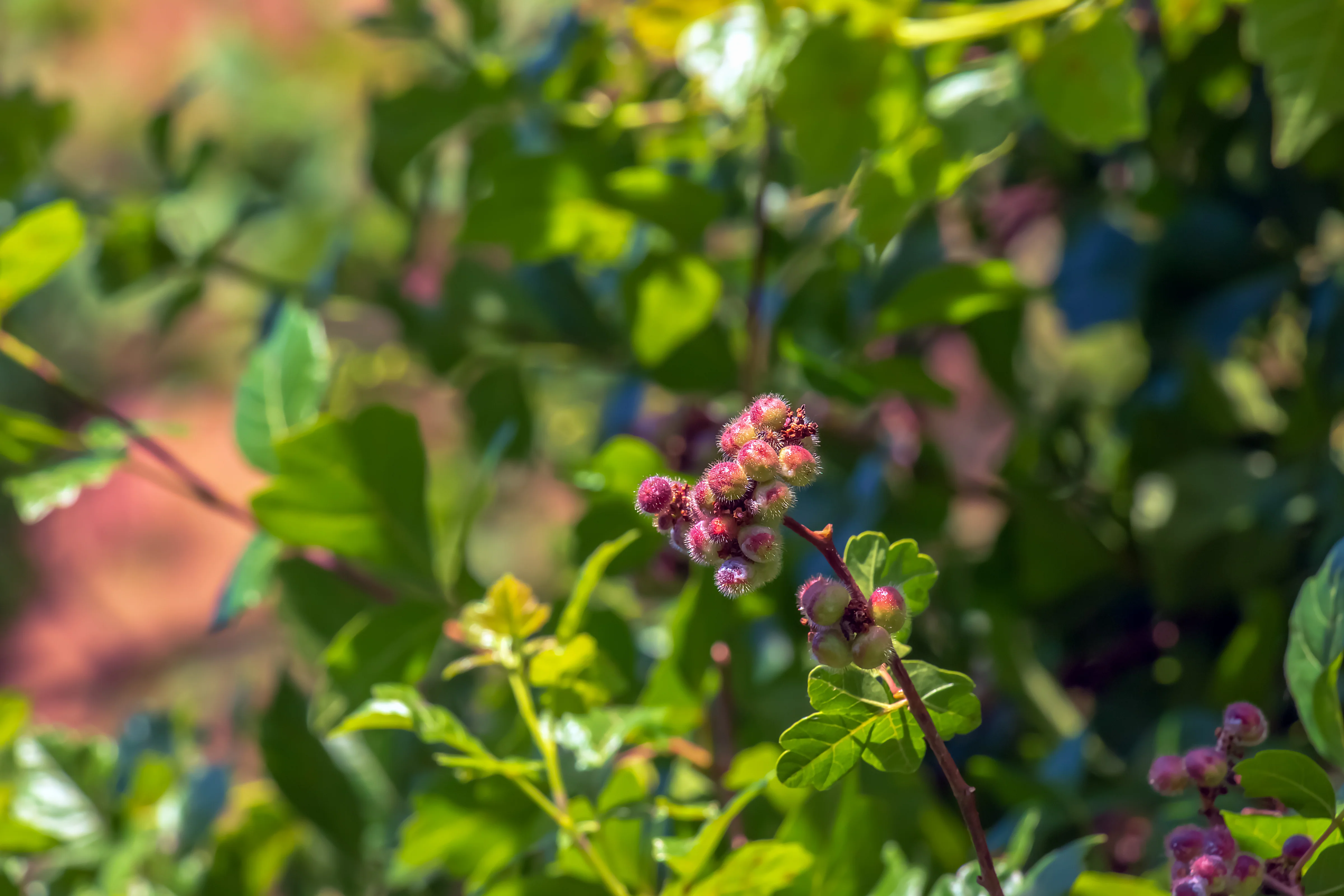 Fragrant Sumac - Image 3