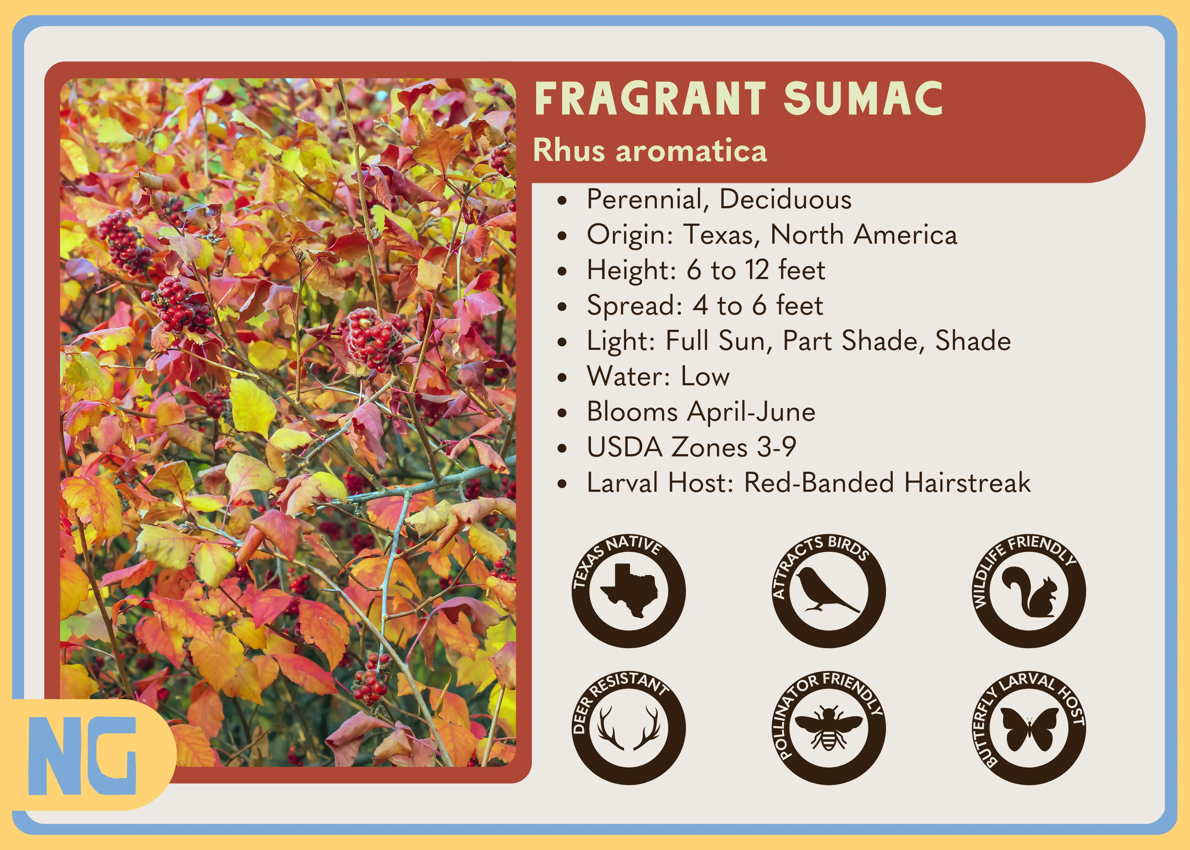 Fragrant Sumac - Image 4