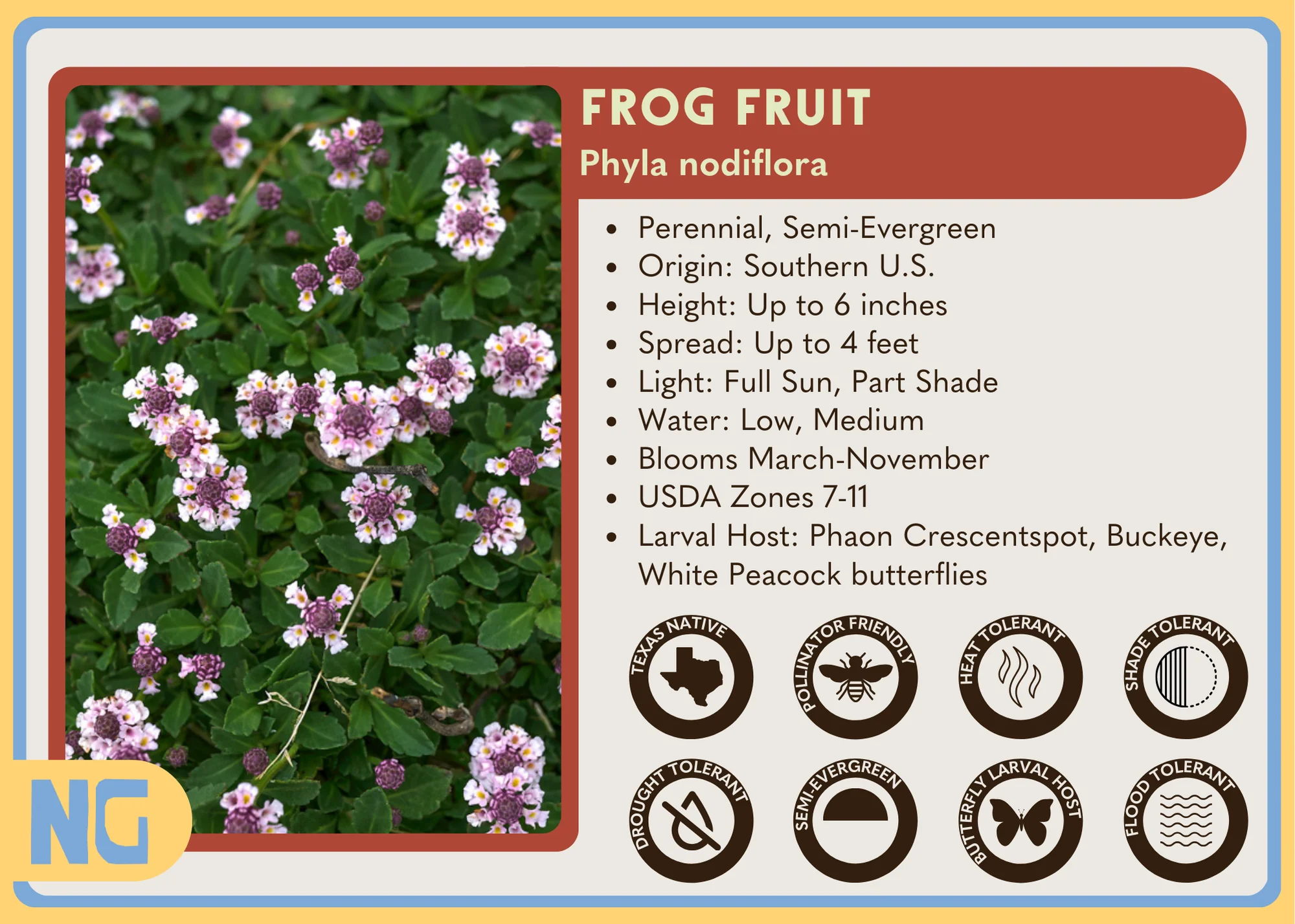 Frog Fruit - Image 5