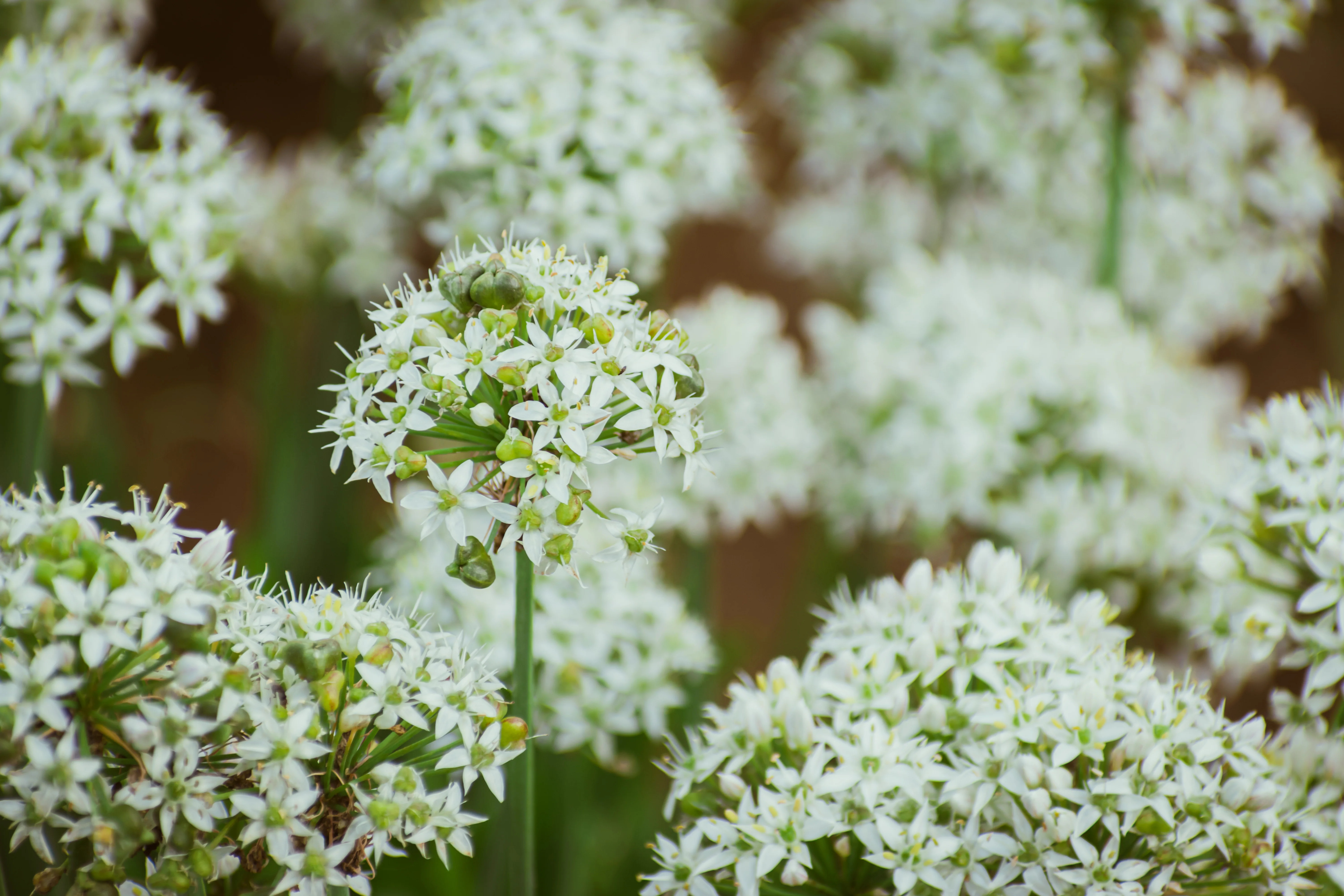 Drought Tolerant