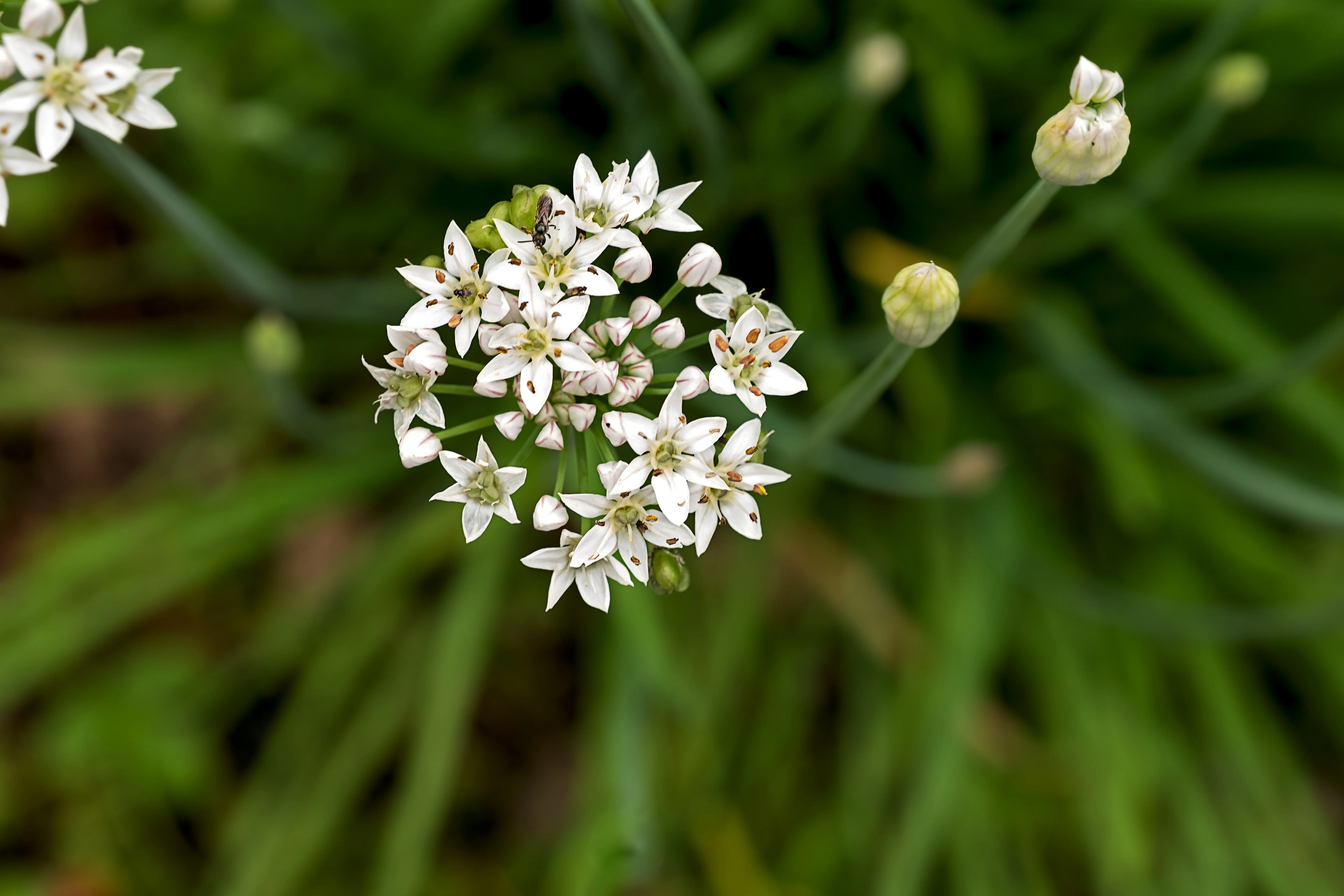 Garlic Chives - Image 2