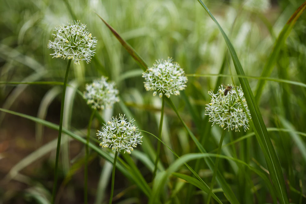 Garlic Chives - Image 3