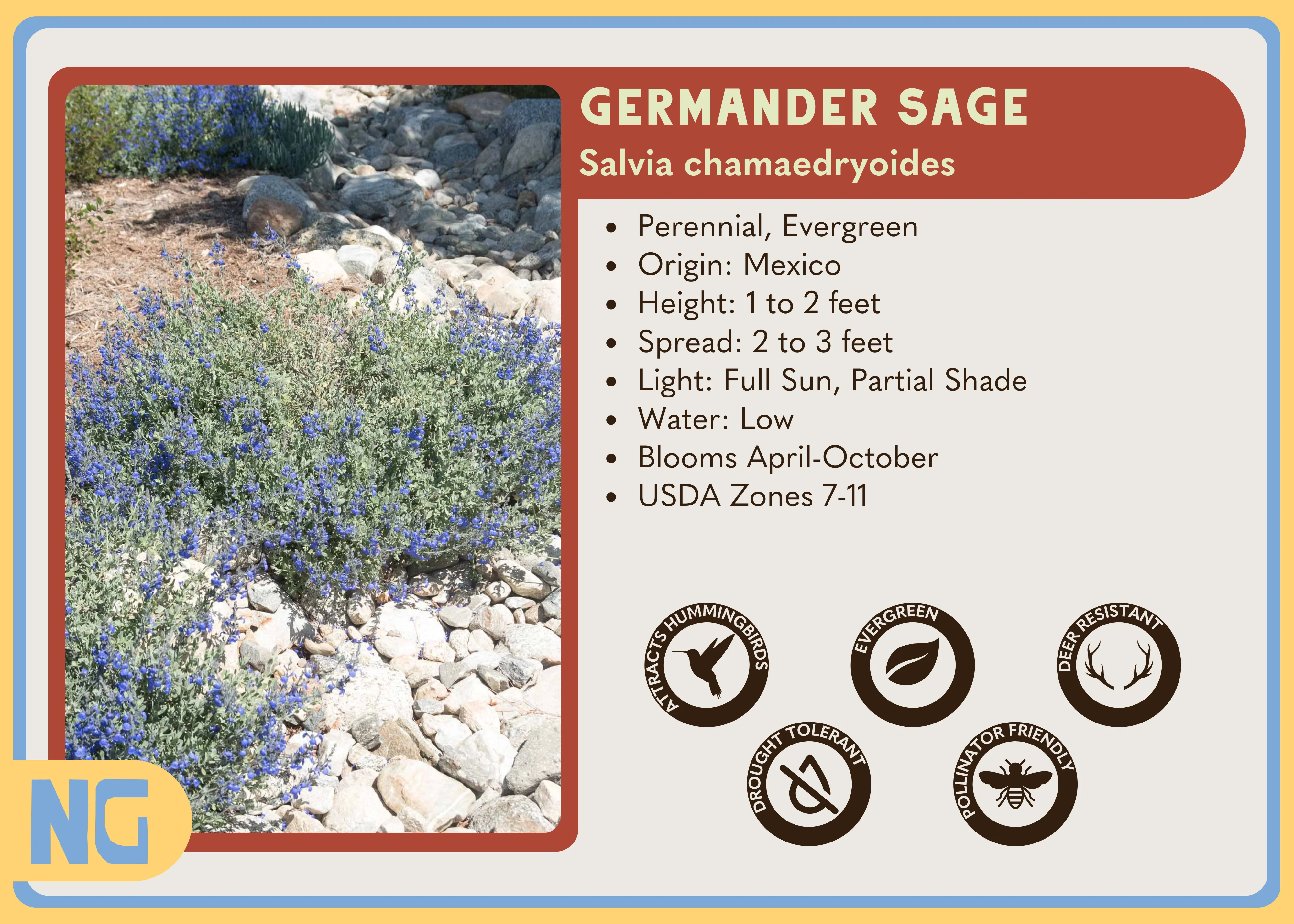 Germander Sage - Image 3