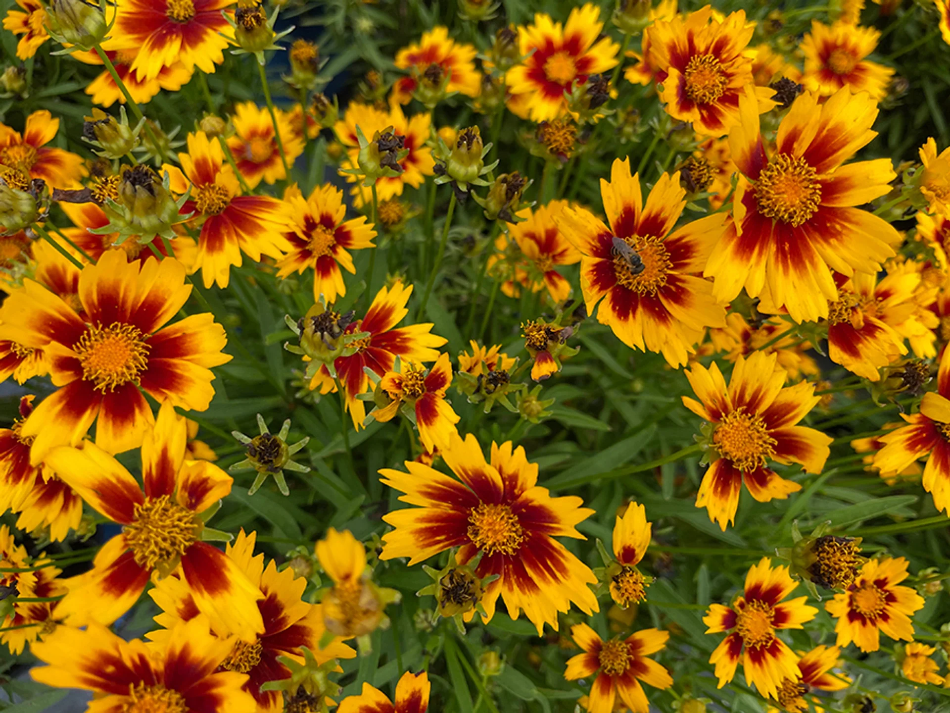 Coreopsis 'Uptick' - Image 2