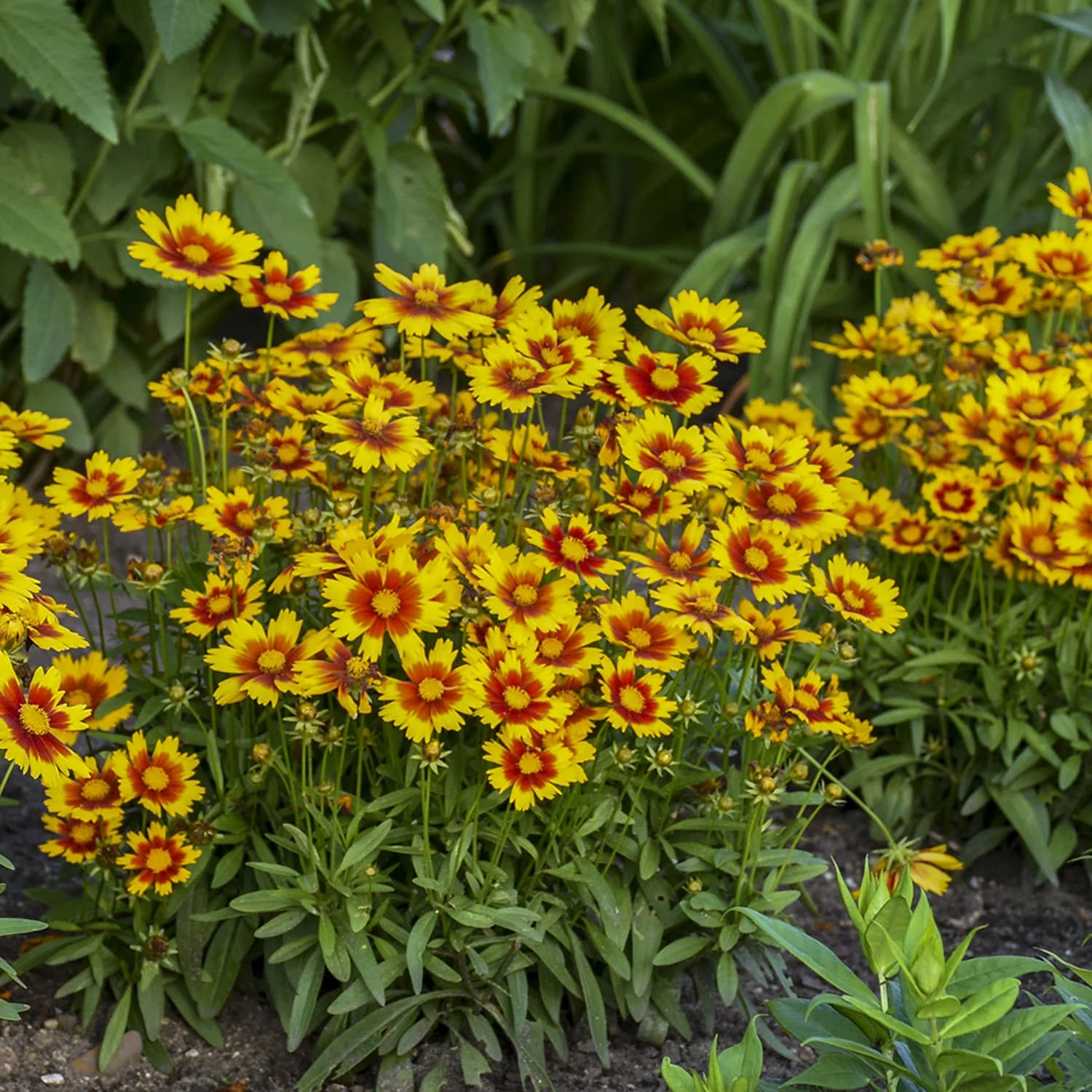 Coreopsis 'Uptick' - Image 3