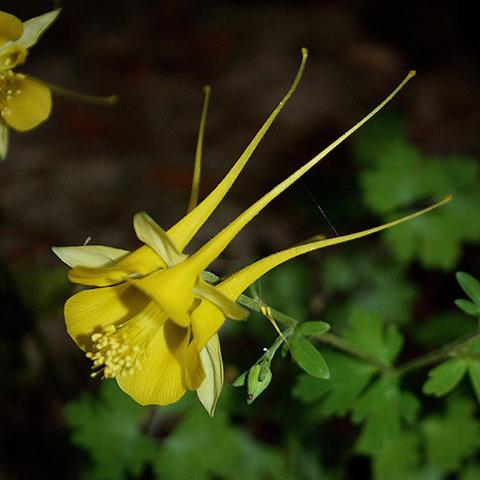 Golden Columbine - Image 2