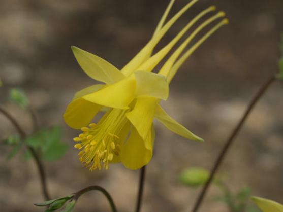 Golden Columbine - Image 3